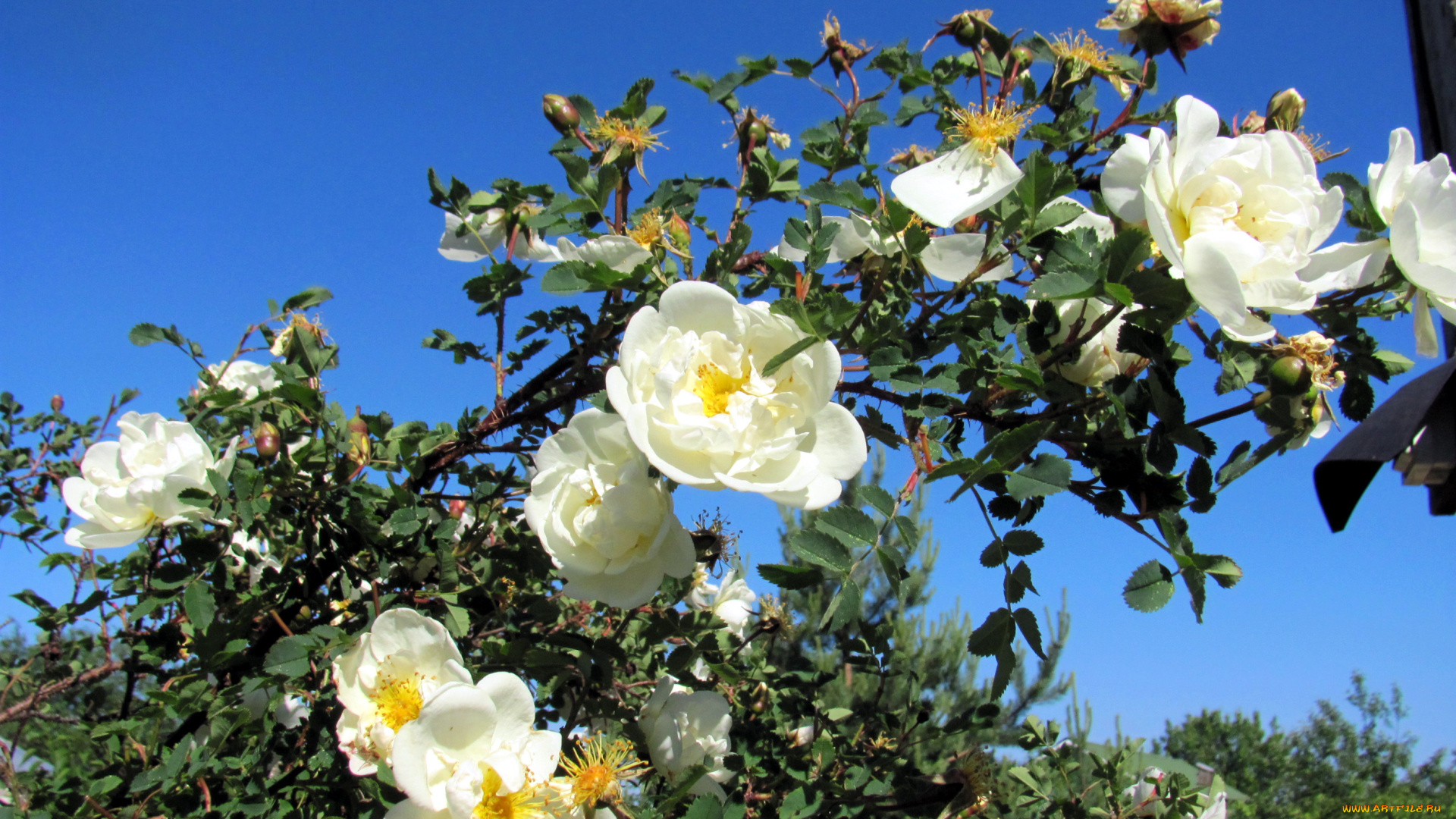 цветы, розы, ветка