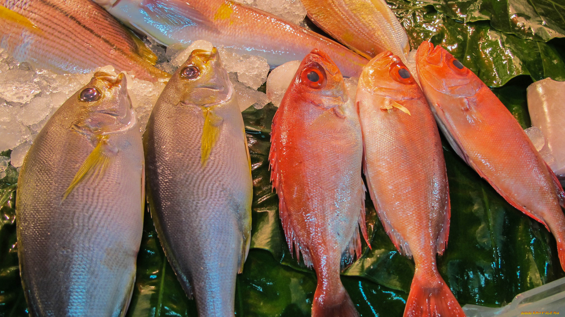 еда, рыба, , морепродукты, , суши, , роллы