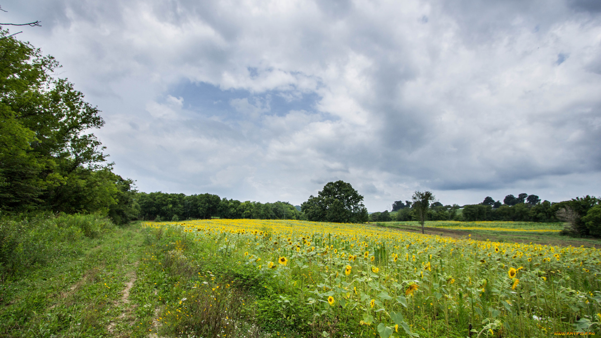 природа, дороги, лес, дорога, поле