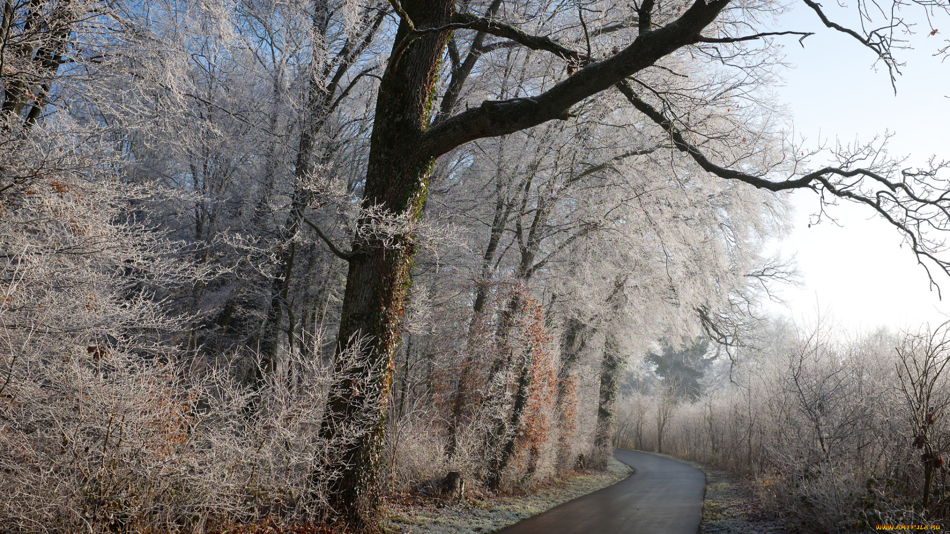природа, дороги, шоссе, лес