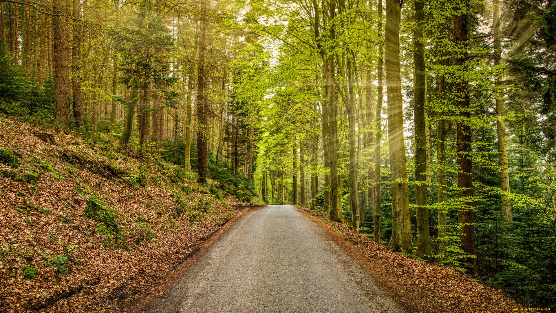 природа, дороги, шоссе, лес