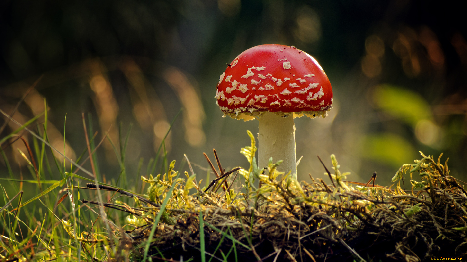 природа, грибы, , мухомор, красная, шапка