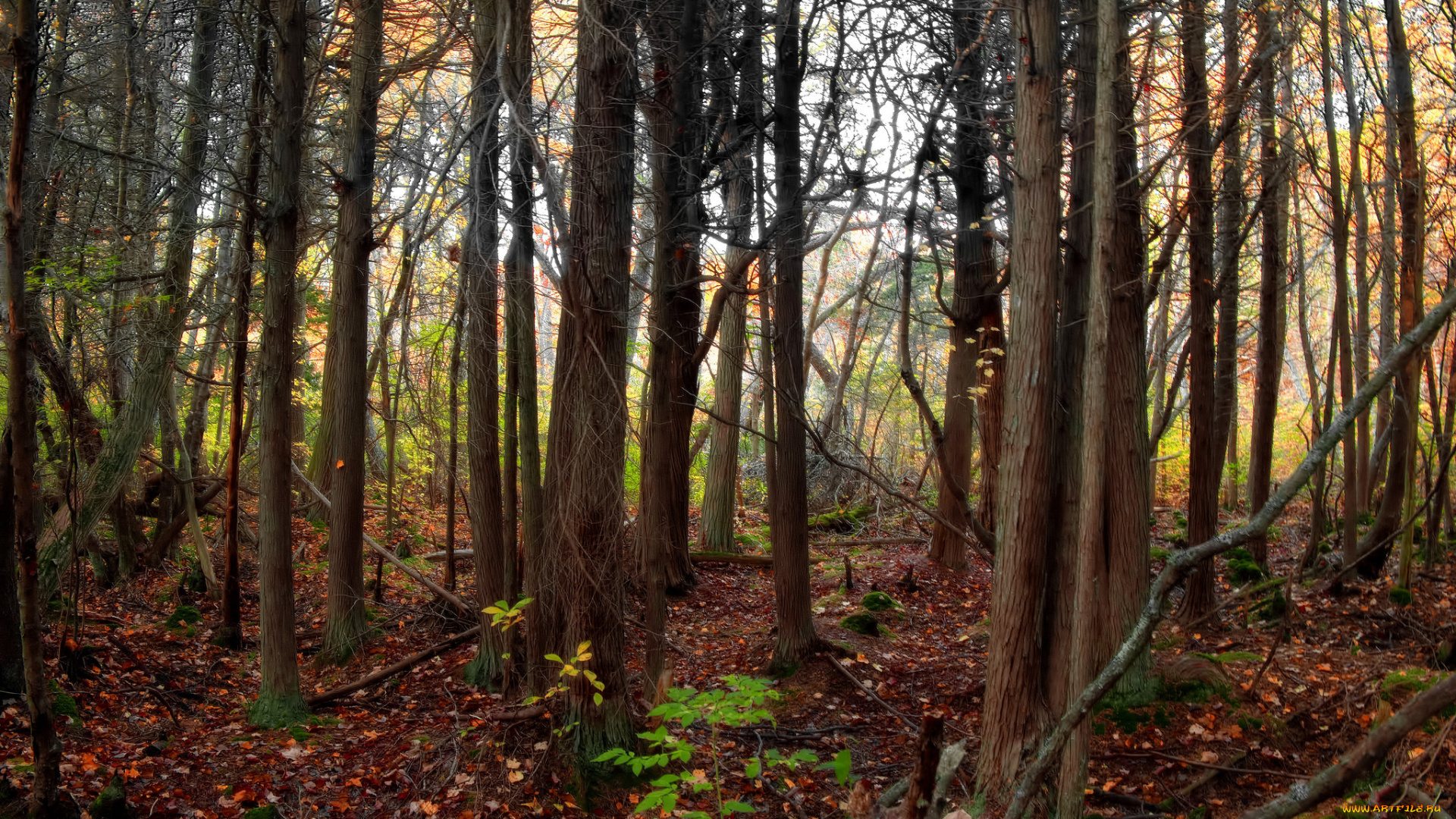 природа, лес, деревья