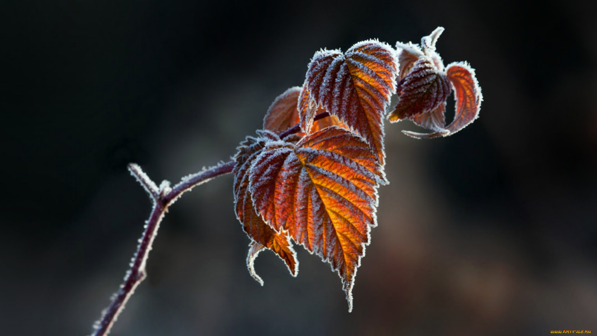 природа, листья, иней, ветка