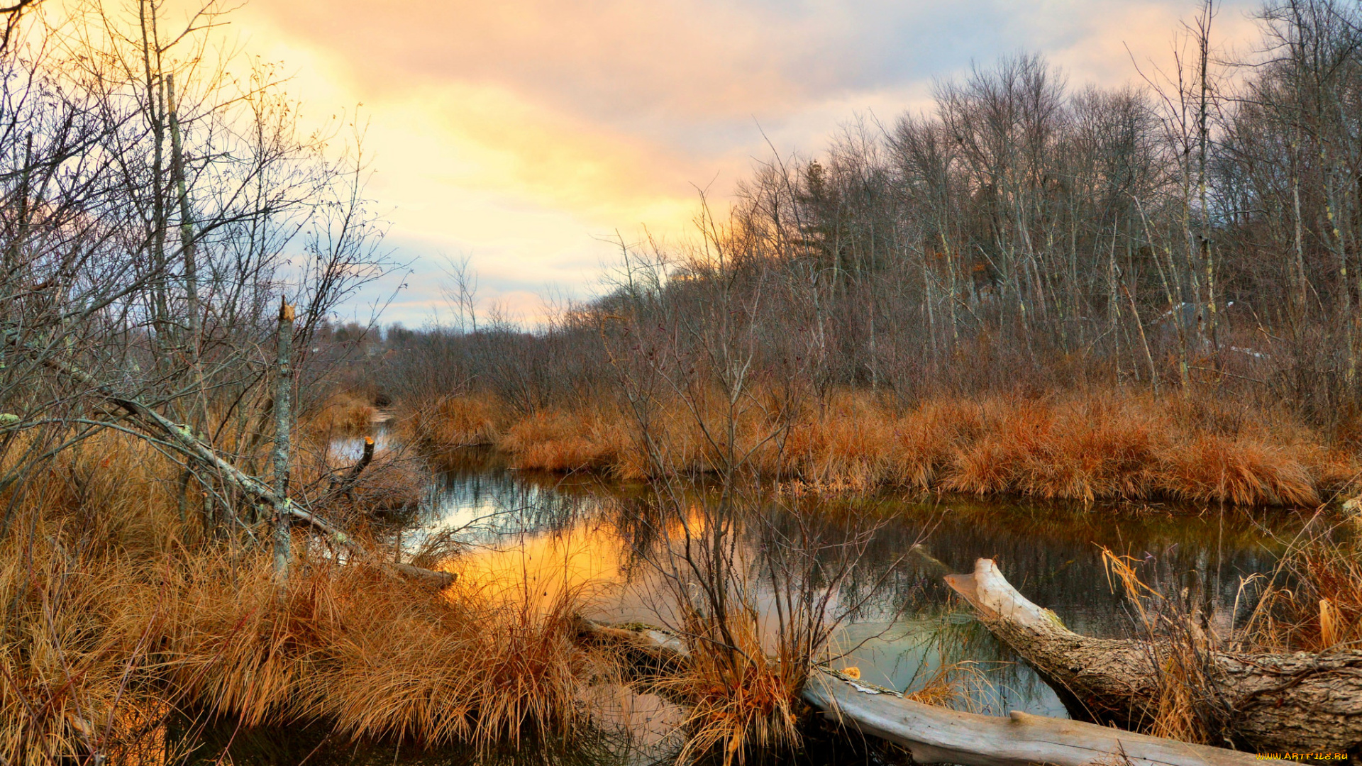 природа, реки, озера, лес, река