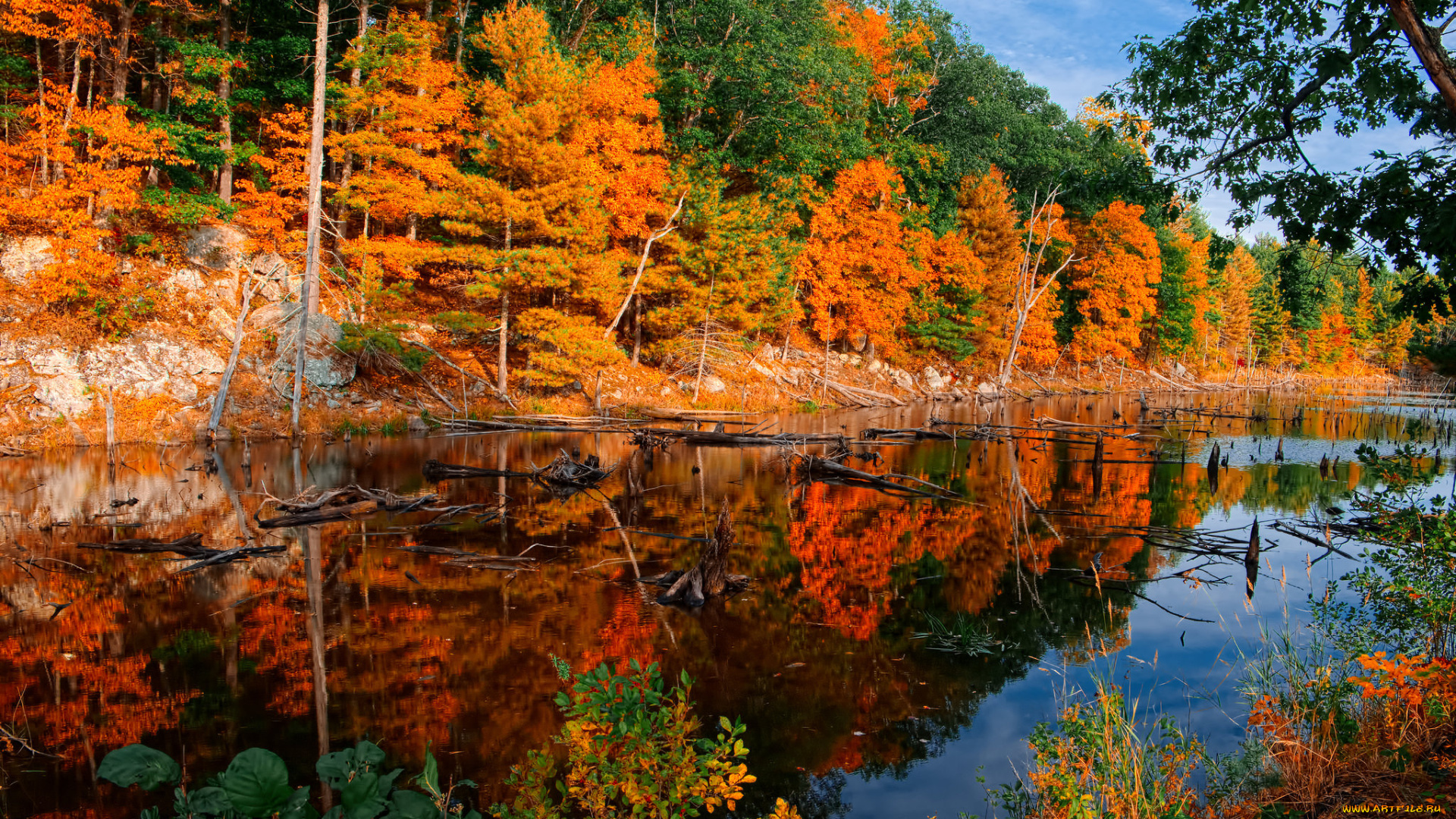 природа, реки, озера, река, лес