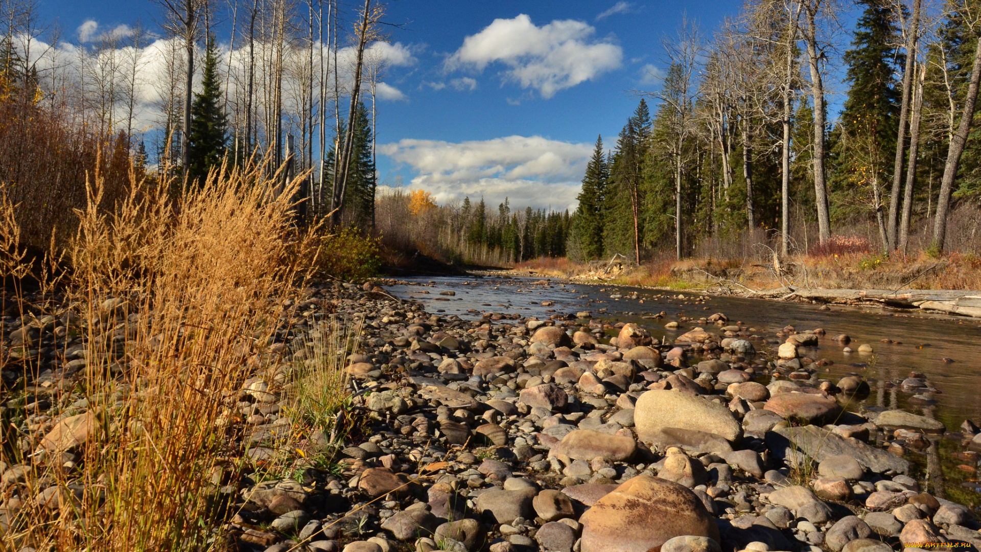 природа, реки, озера, река, лес