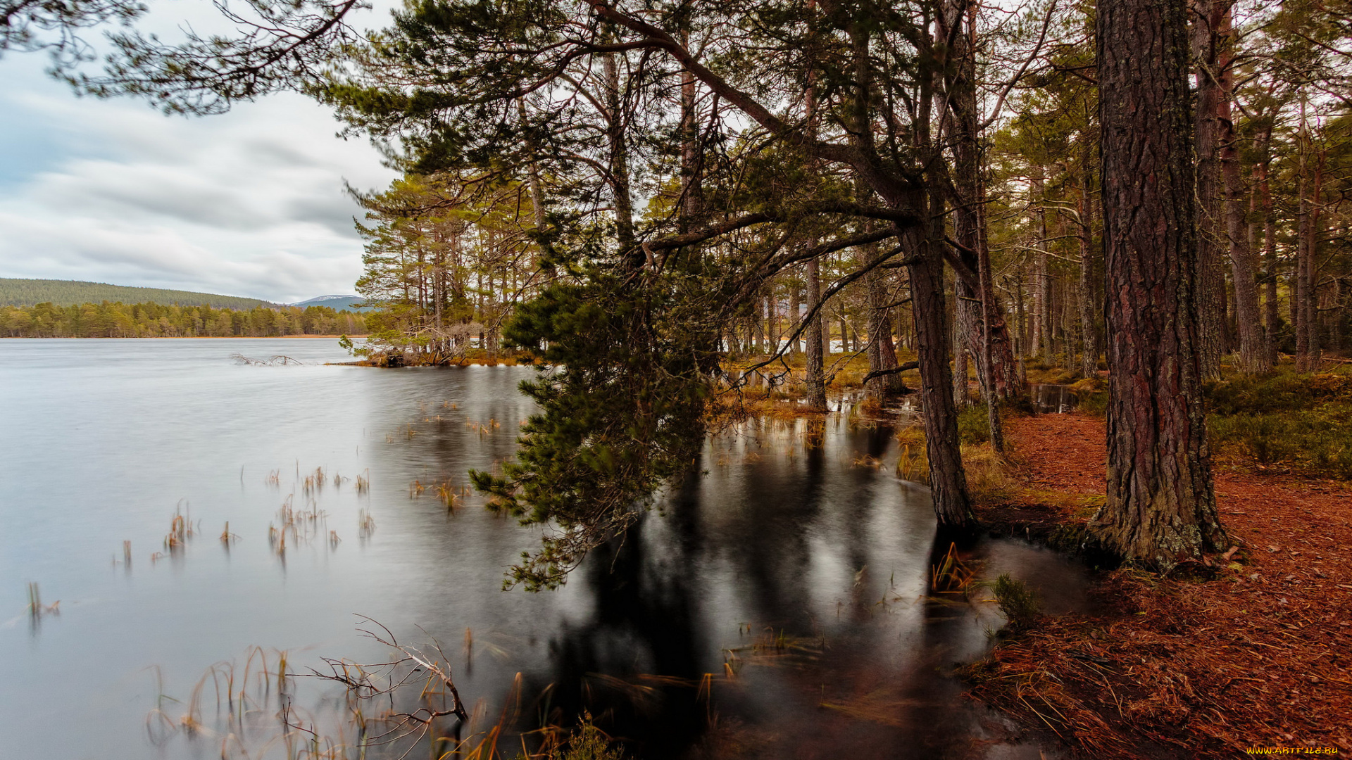 природа, реки, озера, река, лес