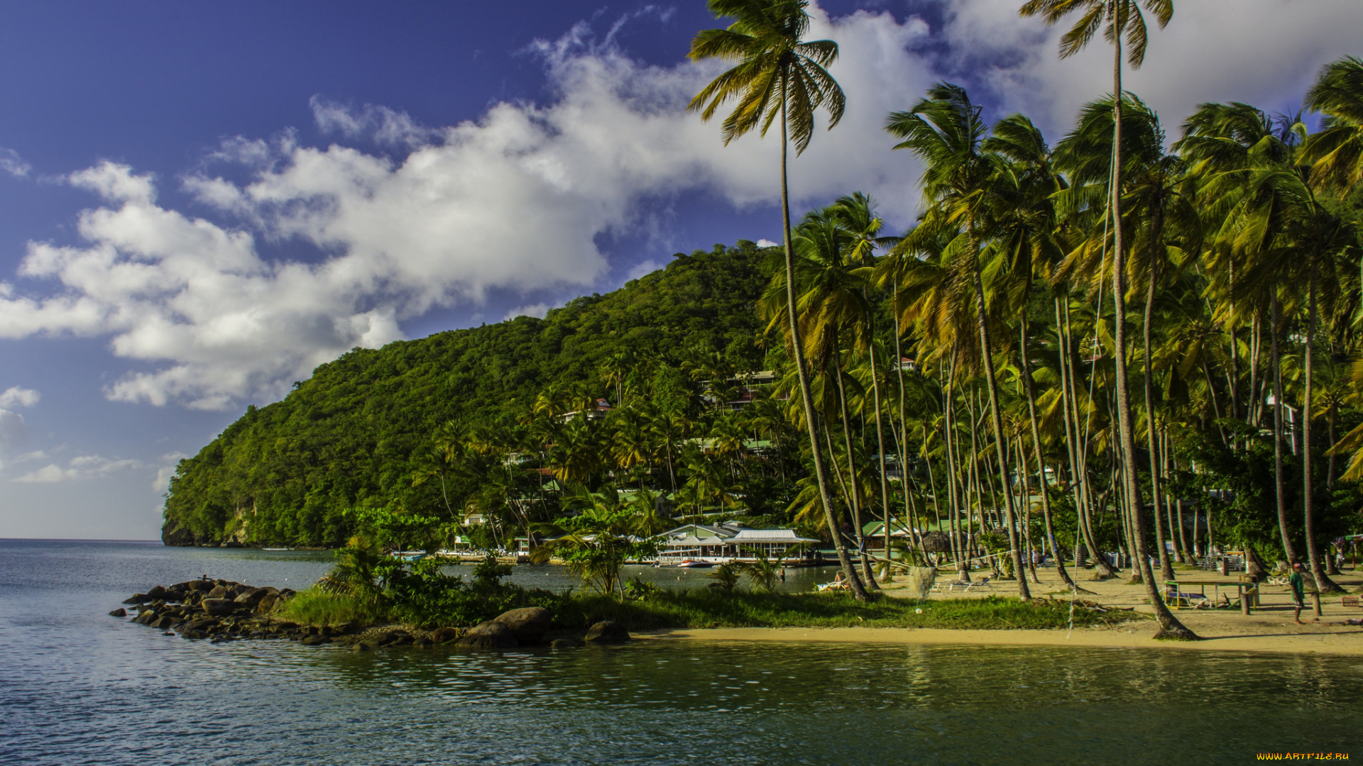 природа, тропики, пальмы, океан