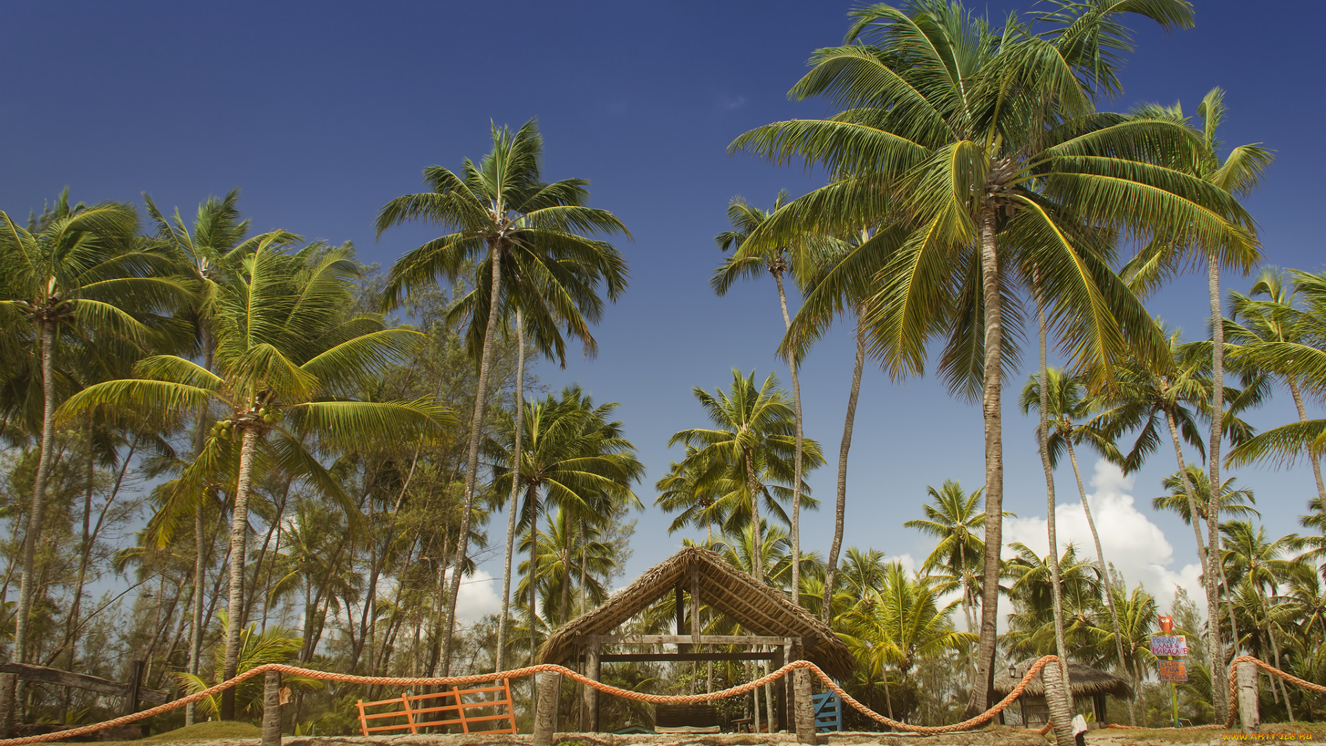 природа, тропики, пальмы, побережье