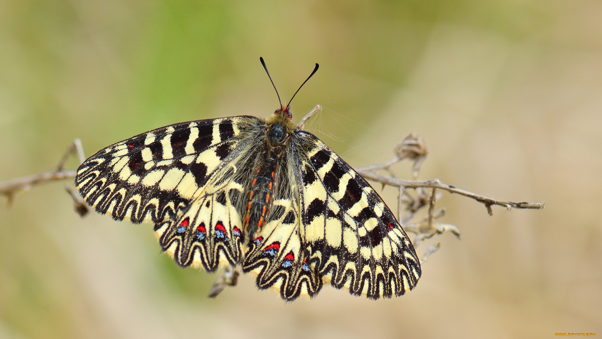 животные, бабочки, , мотыльки, , моли, бабочка