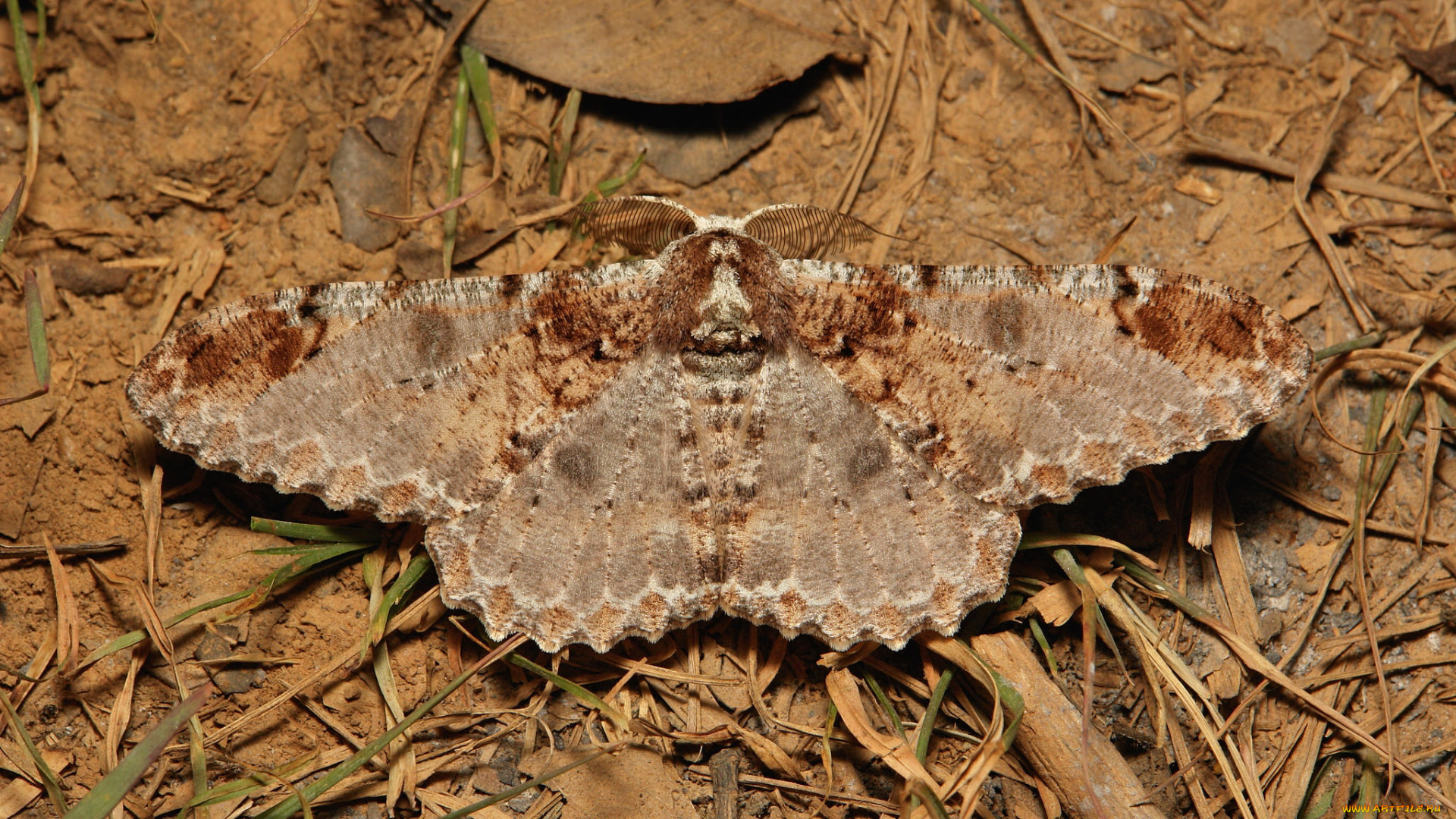 животные, бабочки, , мотыльки, , моли, itchydogimages, макро, моль, мотылёк