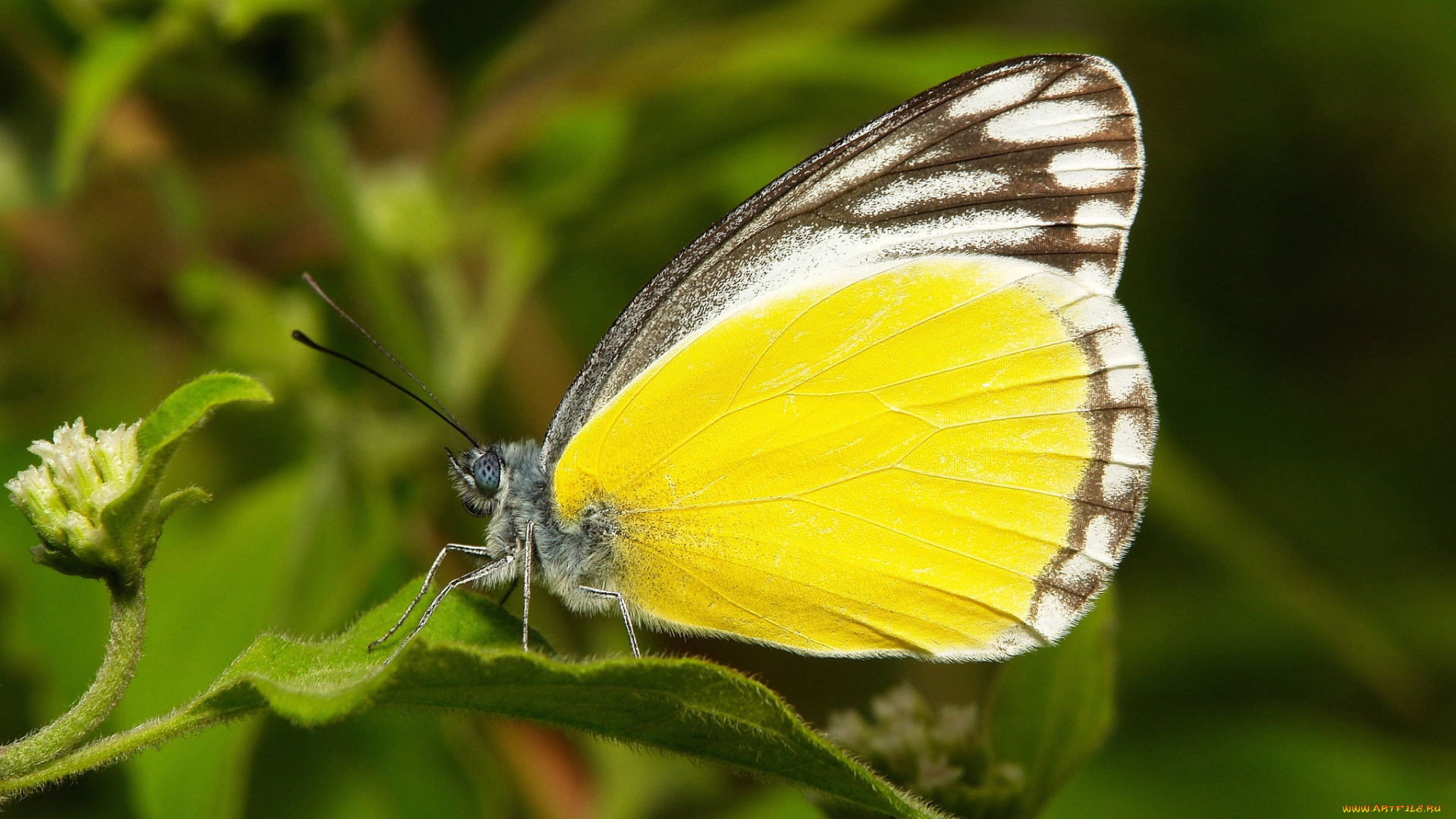 животные, бабочки, , мотыльки, , моли, itchydogimages, макро, бабочка, крылья