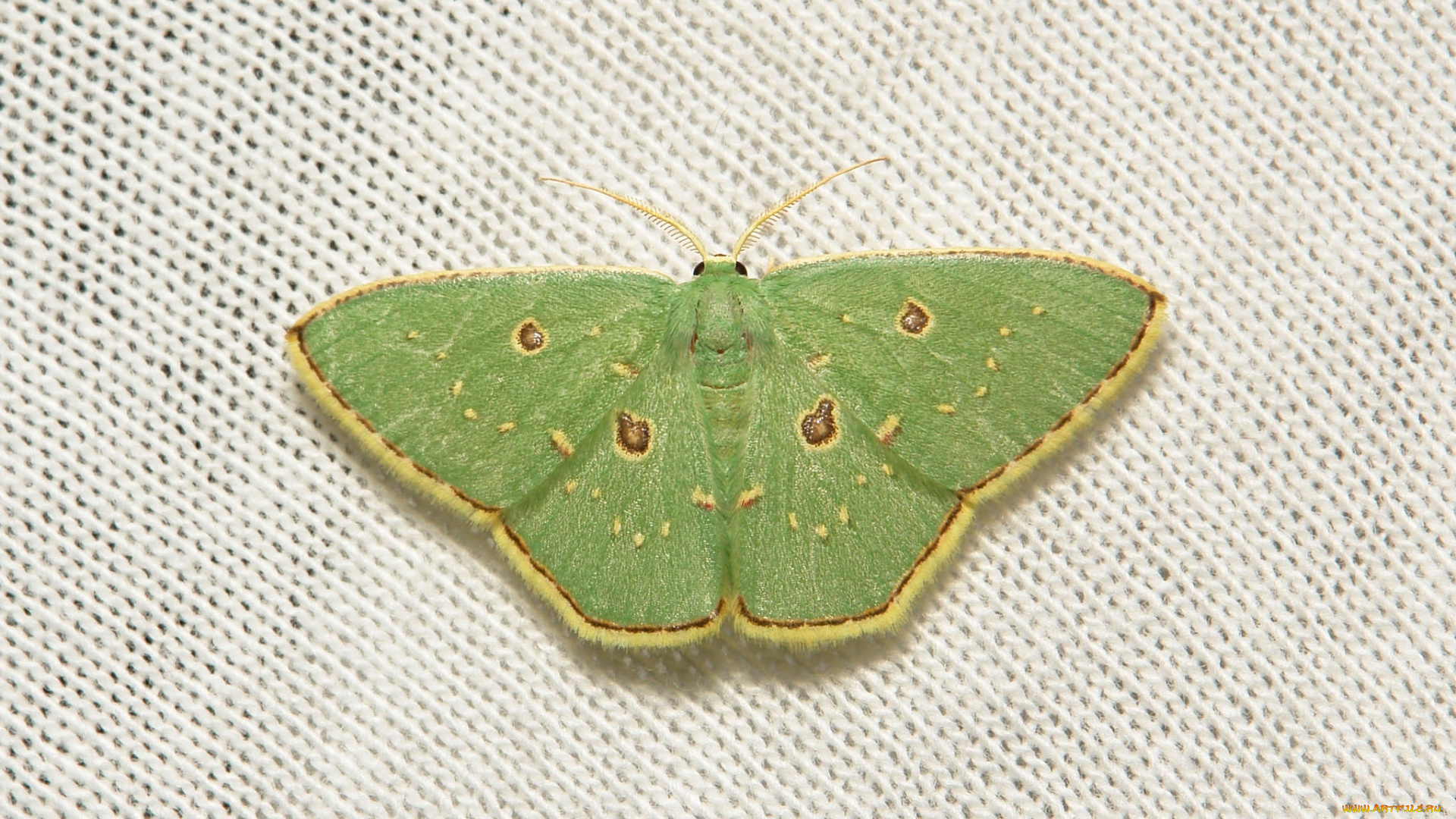 животные, бабочки, , мотыльки, , моли, itchydogimages, макро, насекомое, моль