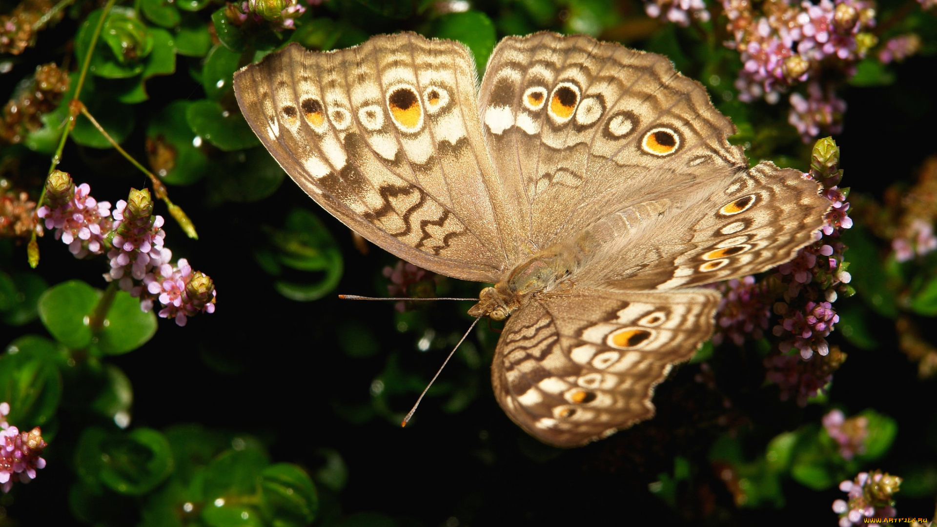 животные, бабочки, , мотыльки, , моли, itchydogimages, бабочка