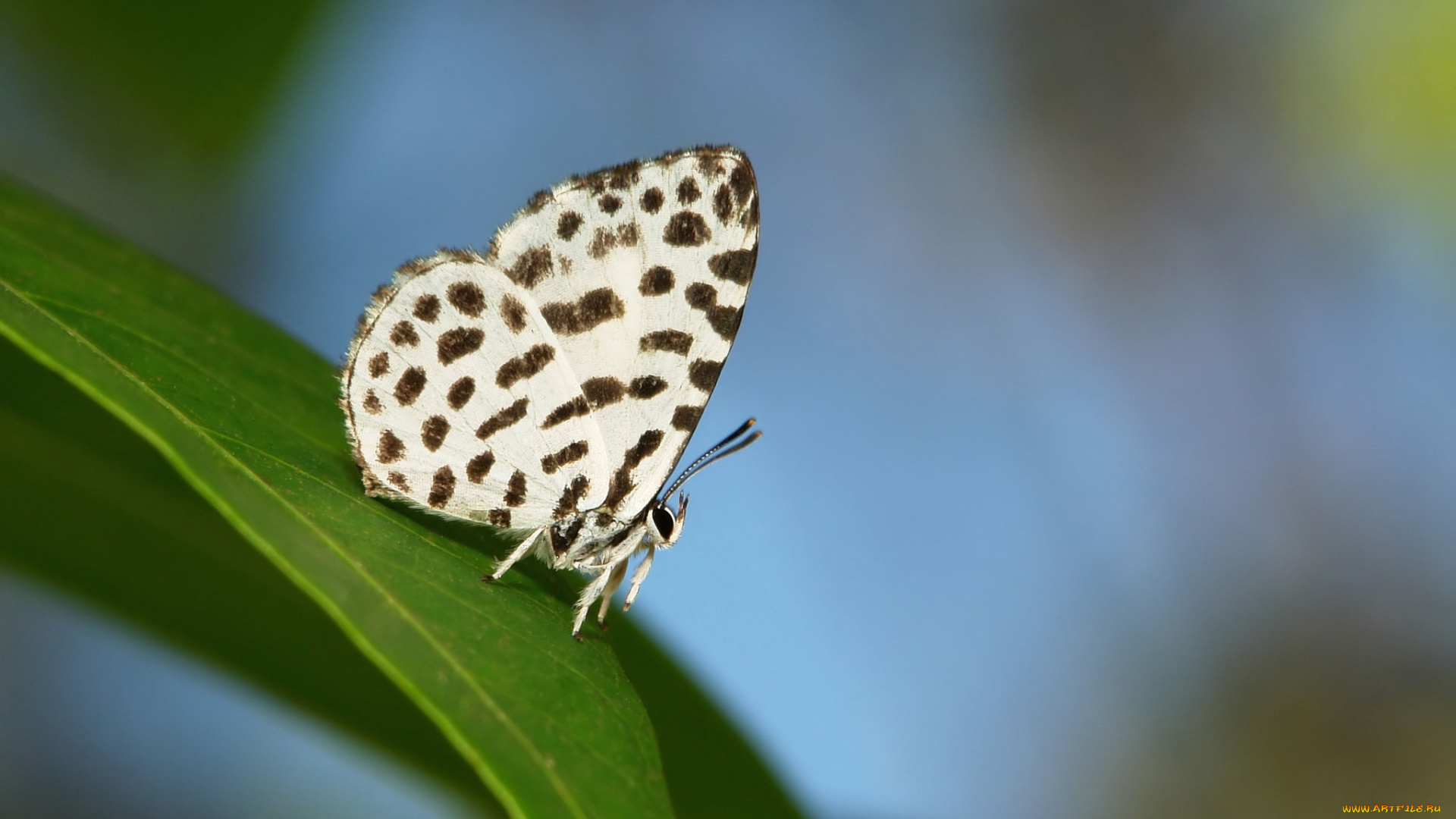 животные, бабочки, , мотыльки, , моли, itchydogimages, макро, бабочка, крылья