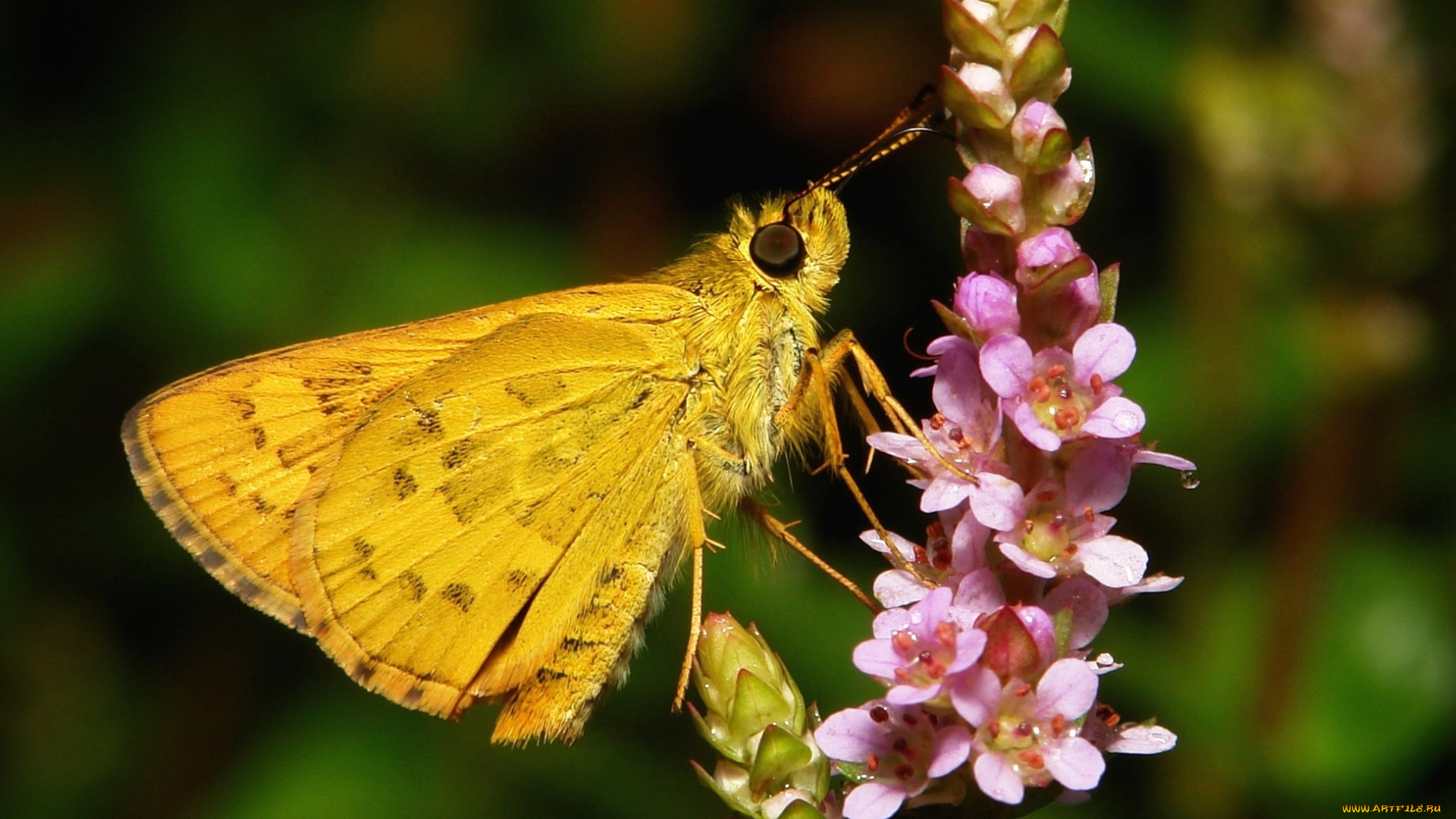 животные, бабочки, , мотыльки, , моли, itchydogimages, макро, бабочка, цветы