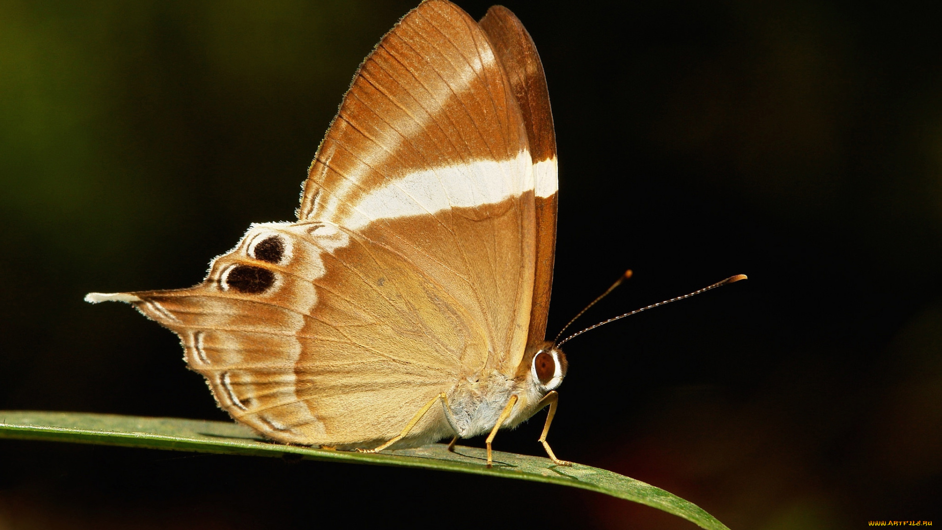 животные, бабочки, , мотыльки, , моли, itchydogimages, макро, бабочка, крылья