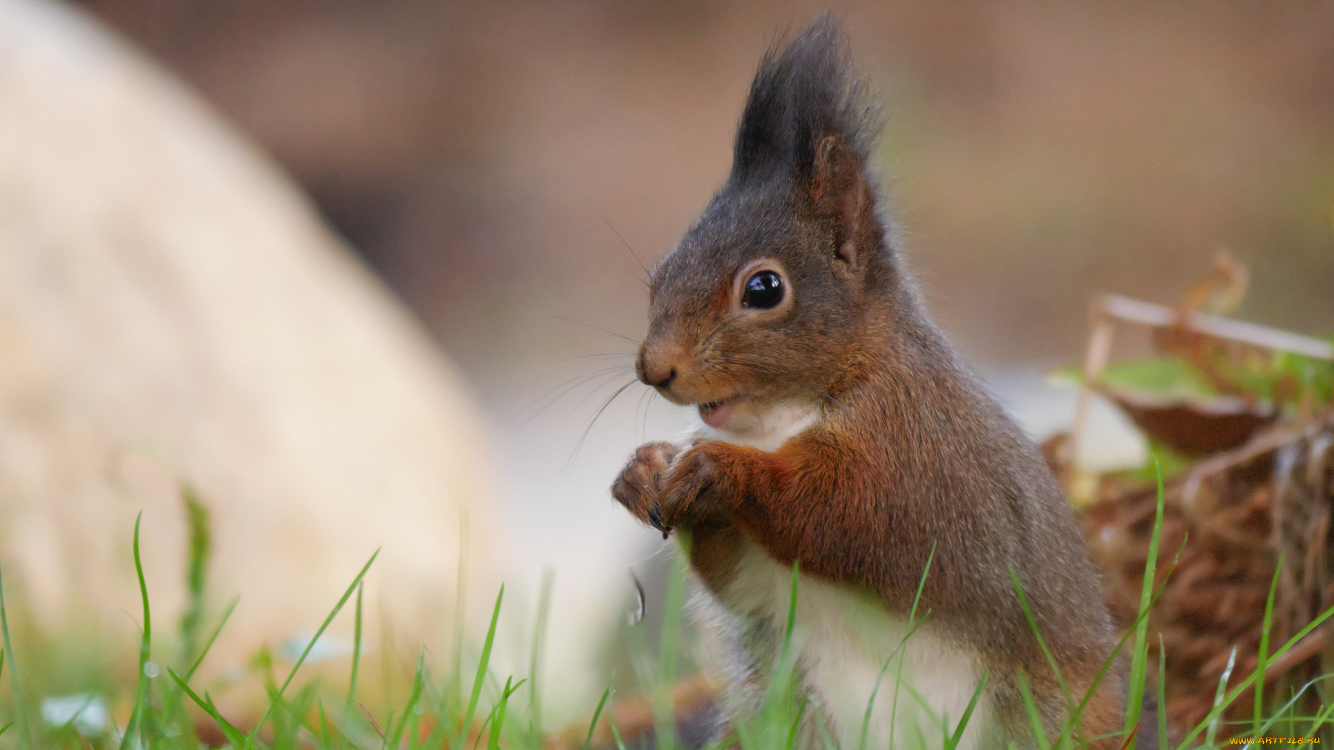 животные, белки, белка, грызун