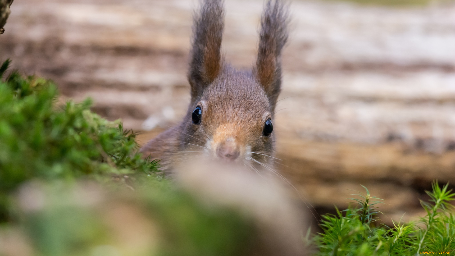 животные, белки, засада, выглядывает, грызун