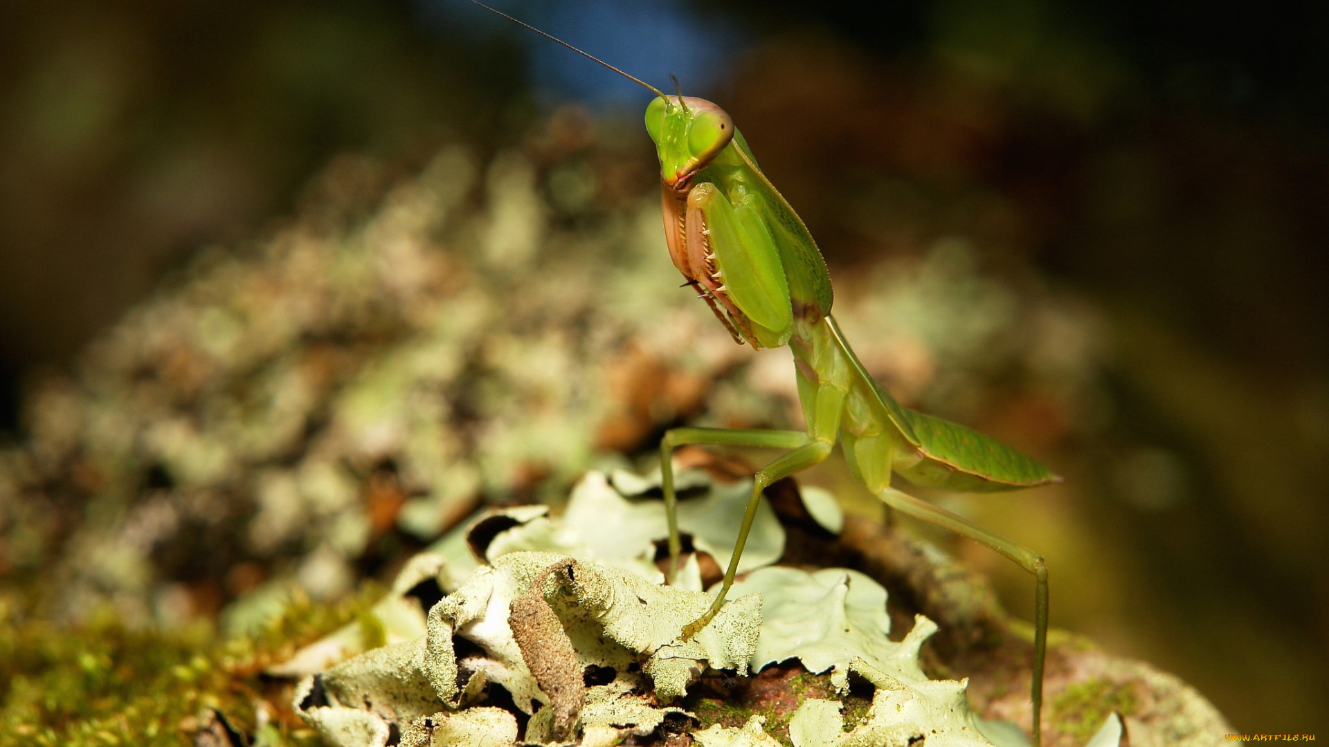 животные, богомолы, itchydogimages, макро, богомол