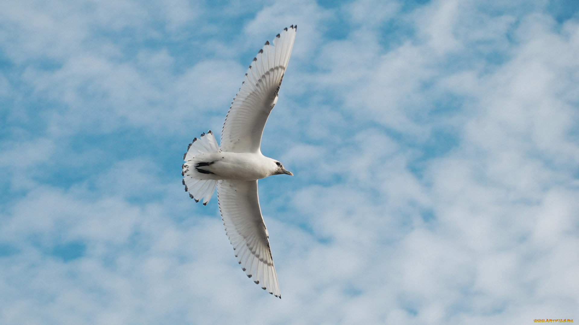 животные, Чайки, , бакланы, , крачки, небо, чайка, облака