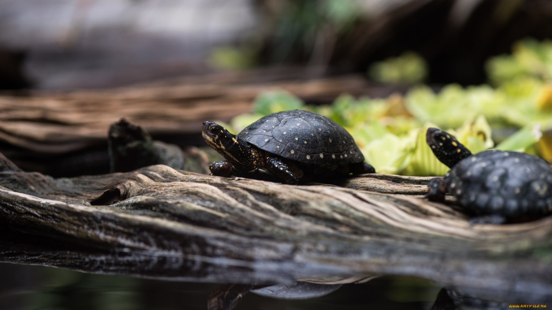 животные, Черепахи, черепашки