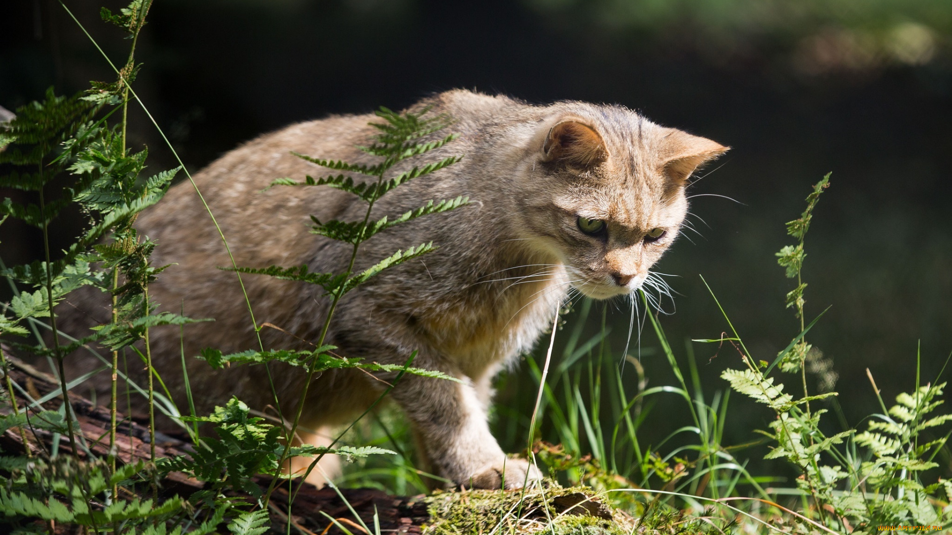 животные, дикие, кошки, внимание, крадётся, трава, хищник