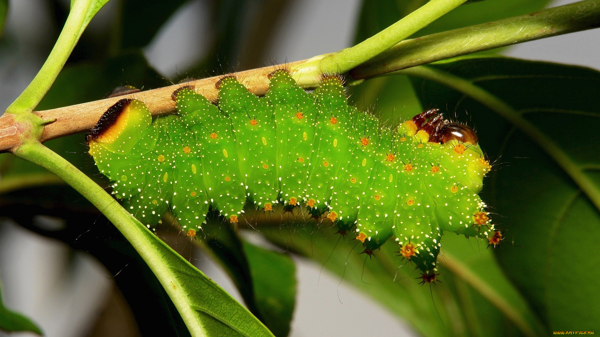 животные, гусеницы, itchydogimages, макро, гусеница, листья