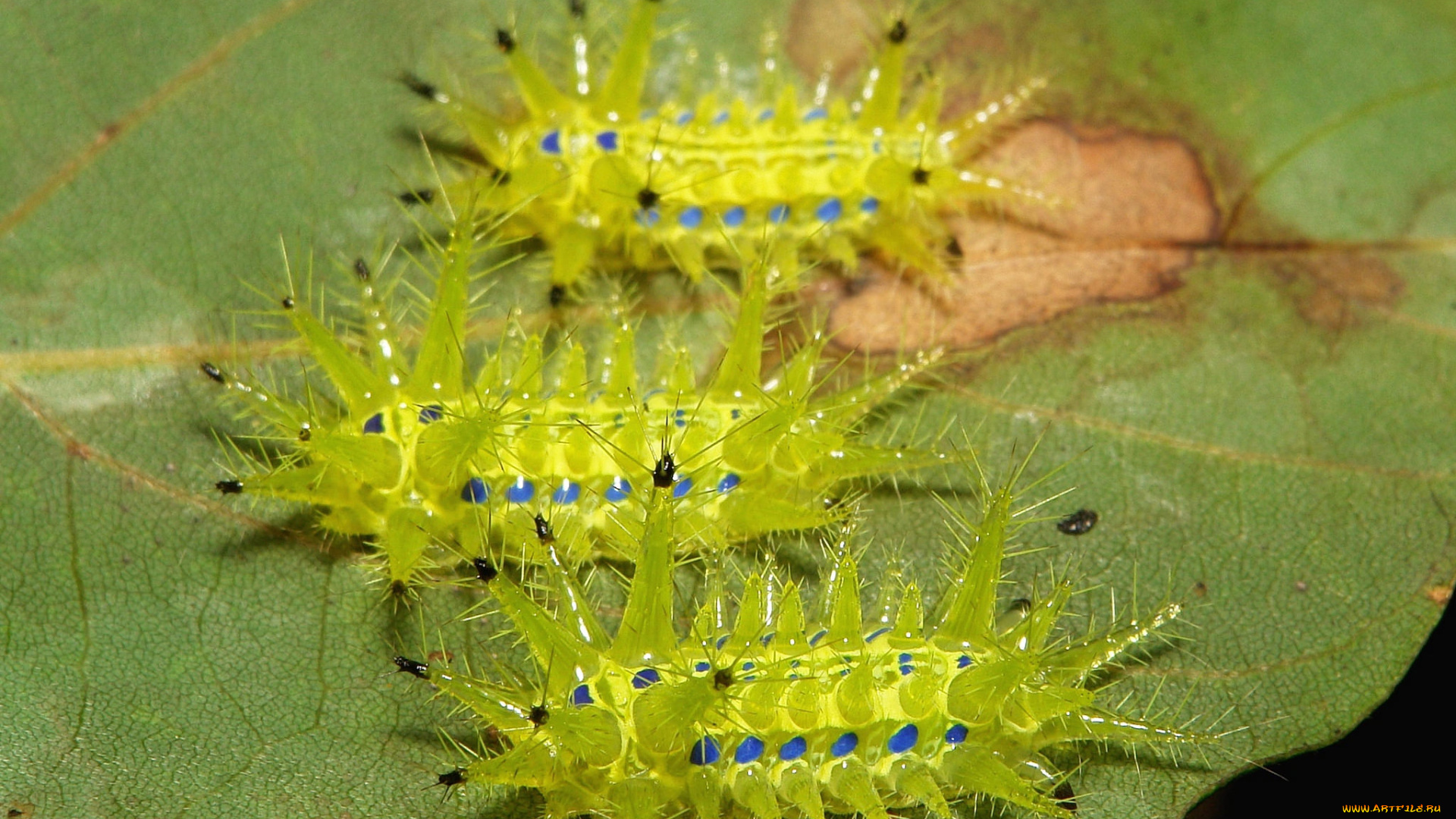 животные, гусеницы, itchydogimages, макро, лист