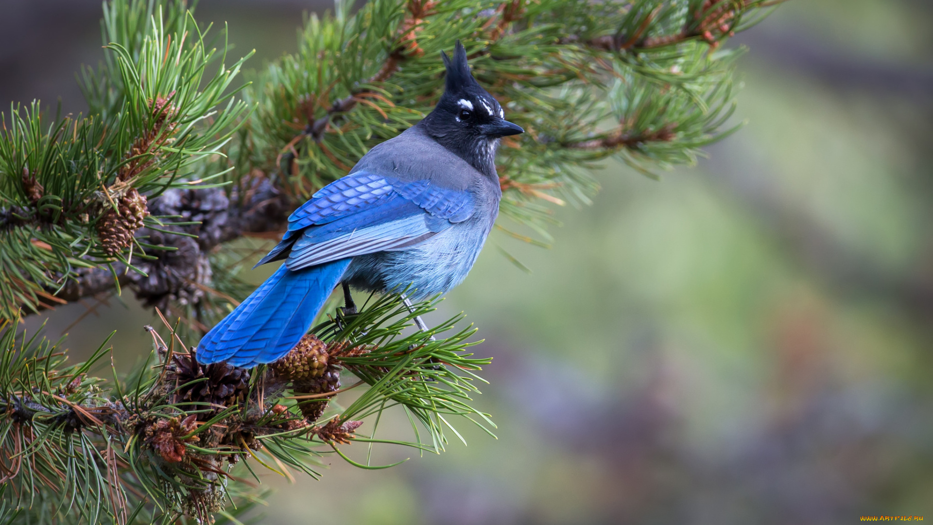 животные, кардиналы, птичка