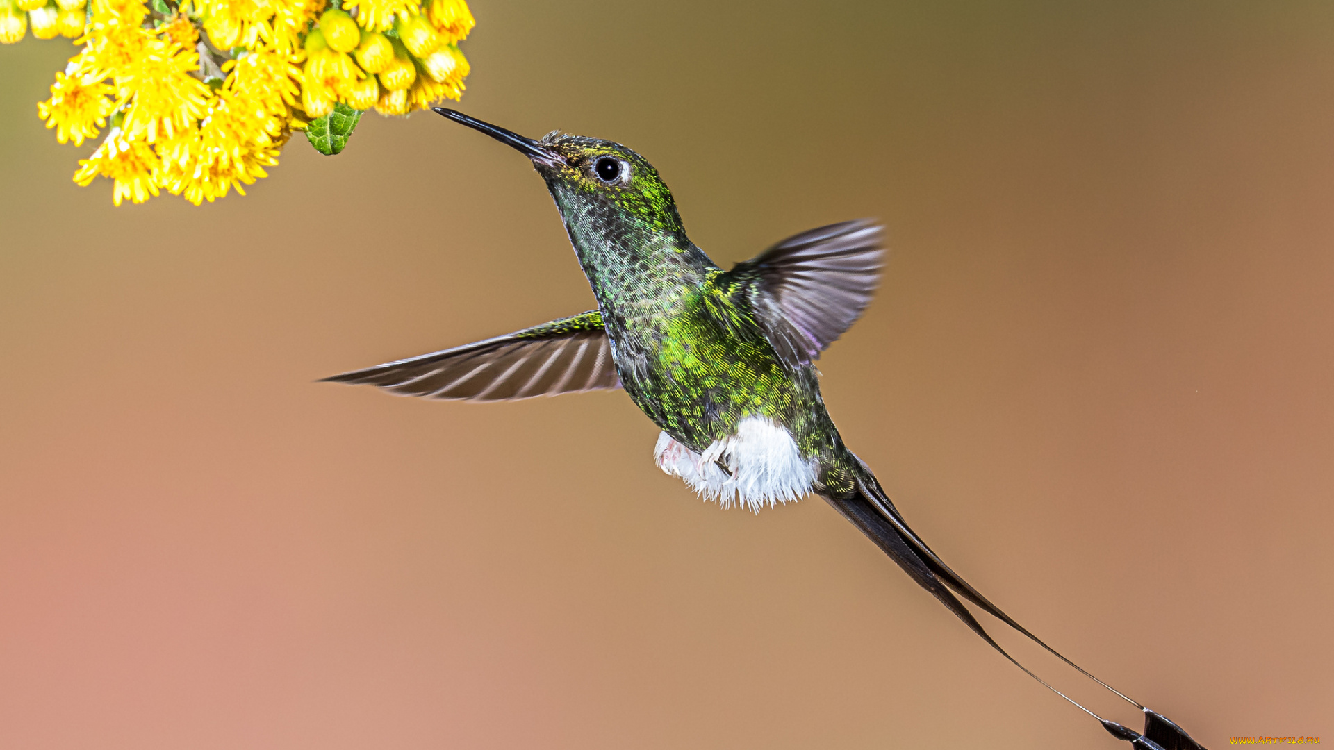 животные, колибри, птичка