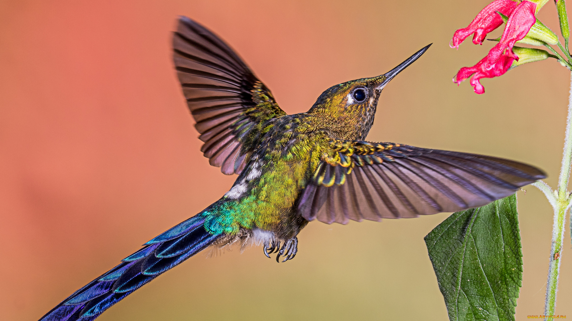 животные, колибри, птичка