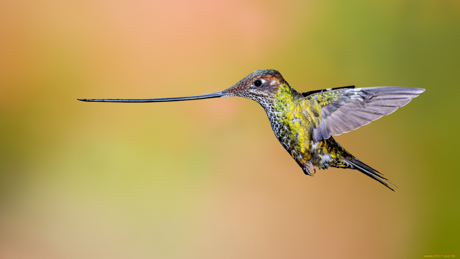 животные, колибри, птичка