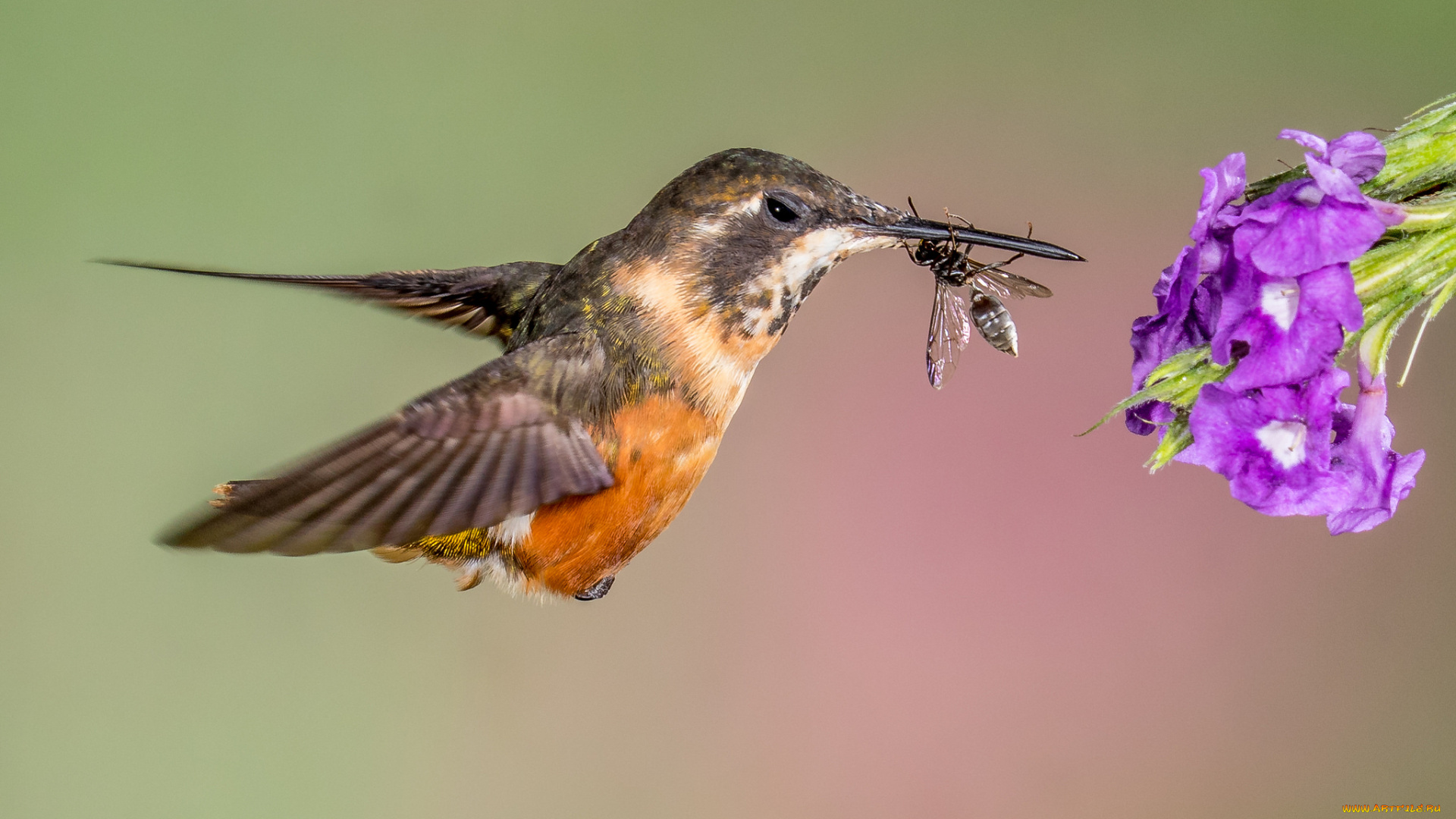 животные, колибри, птичка
