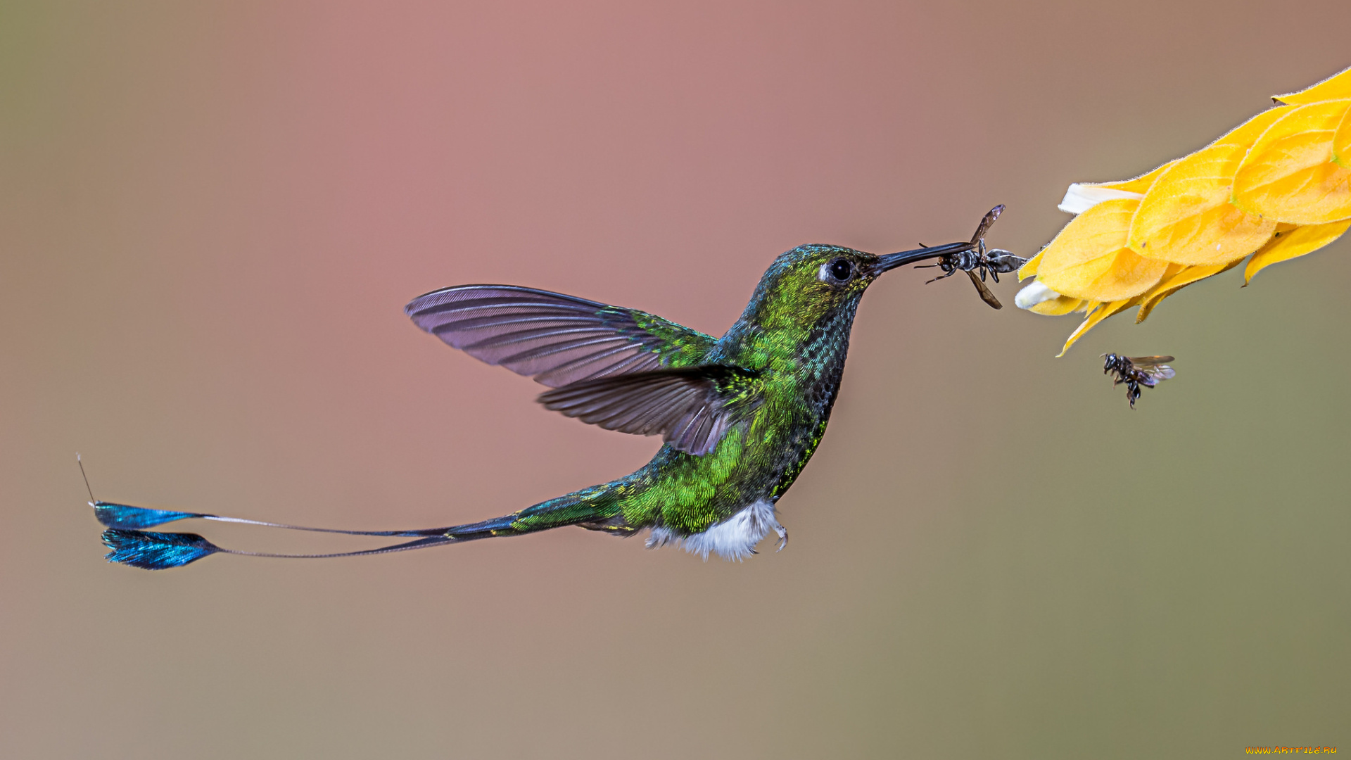 животные, колибри, птичка