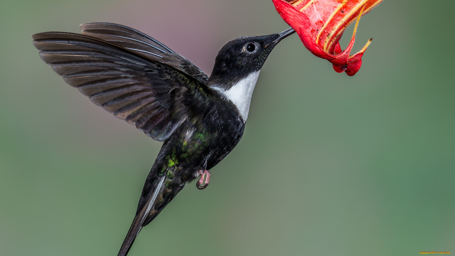животные, колибри, птичка