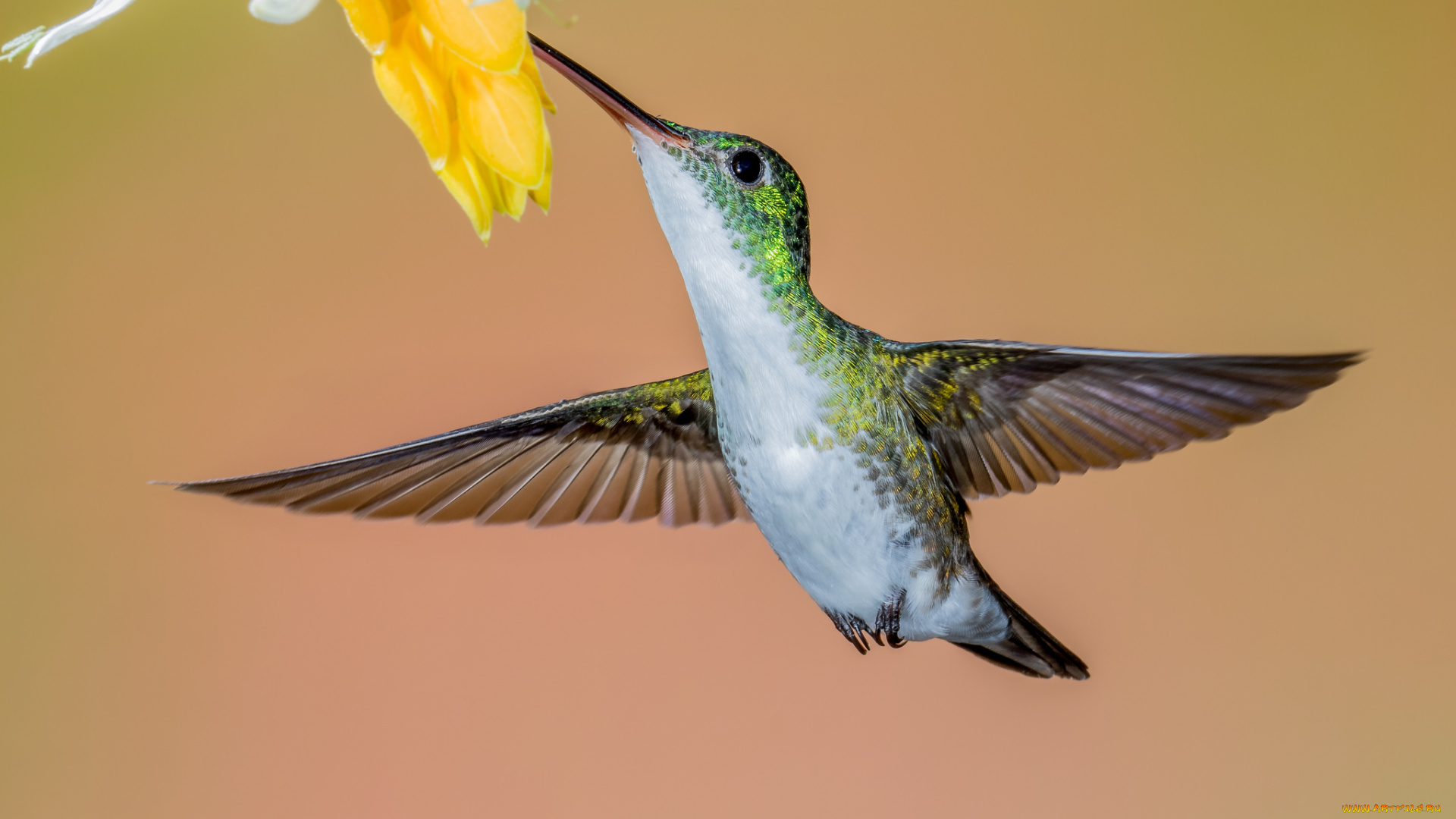 животные, колибри, птичка