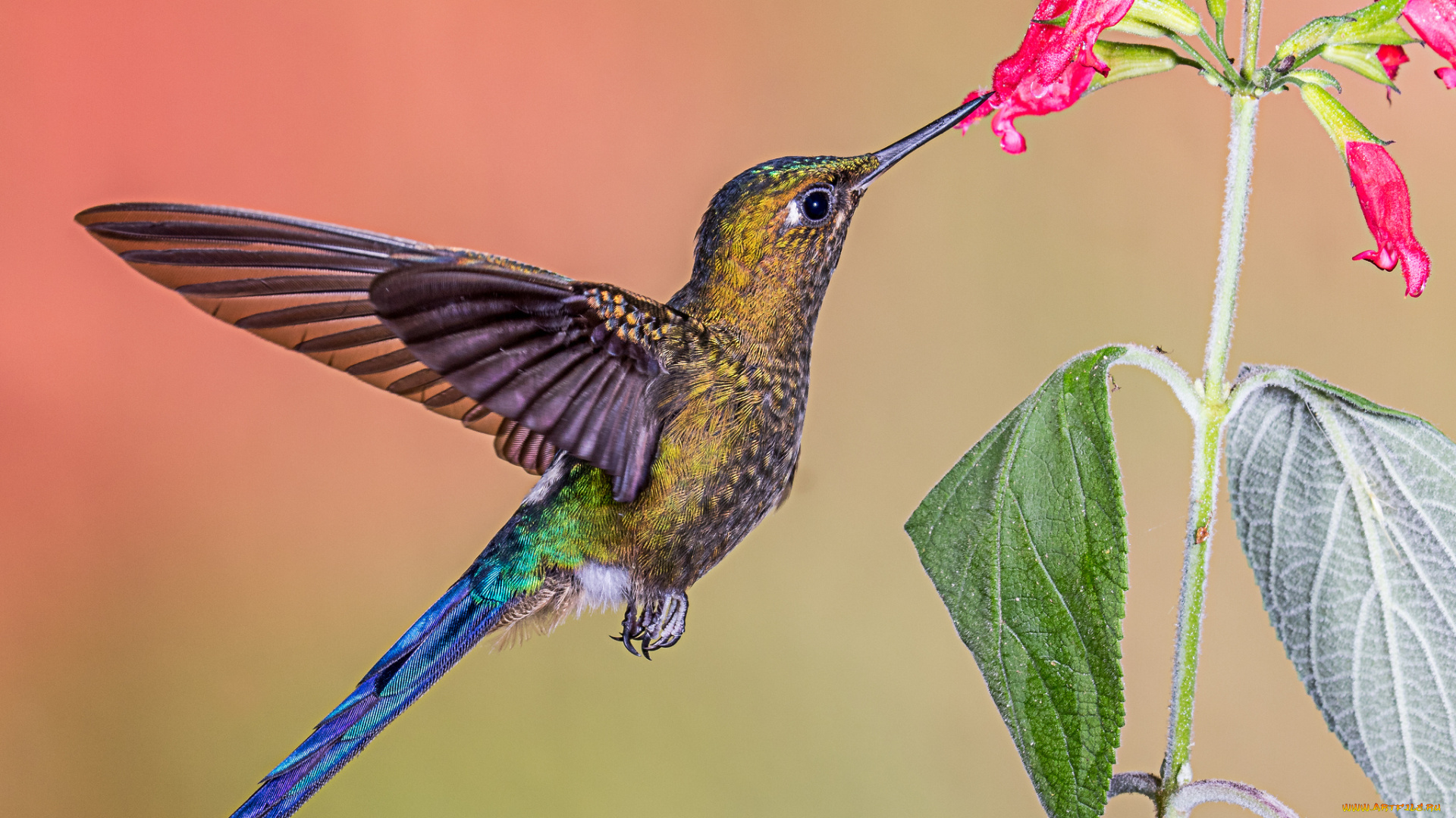 животные, колибри, птичка