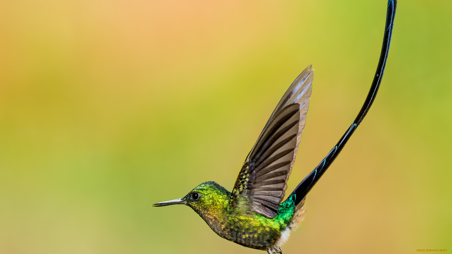 животные, колибри, птичка