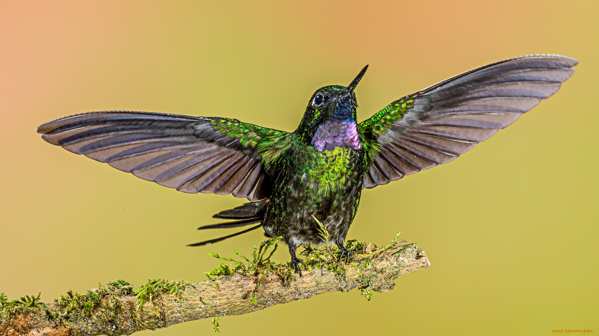 животные, колибри, птичка