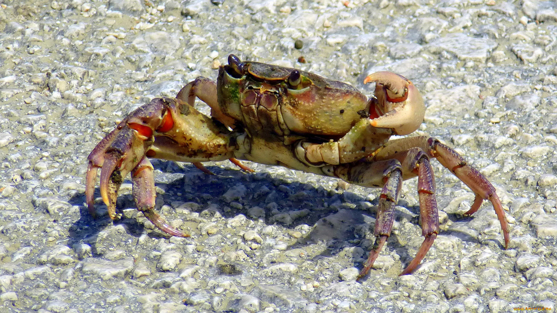 животные, крабы, , раки, краб