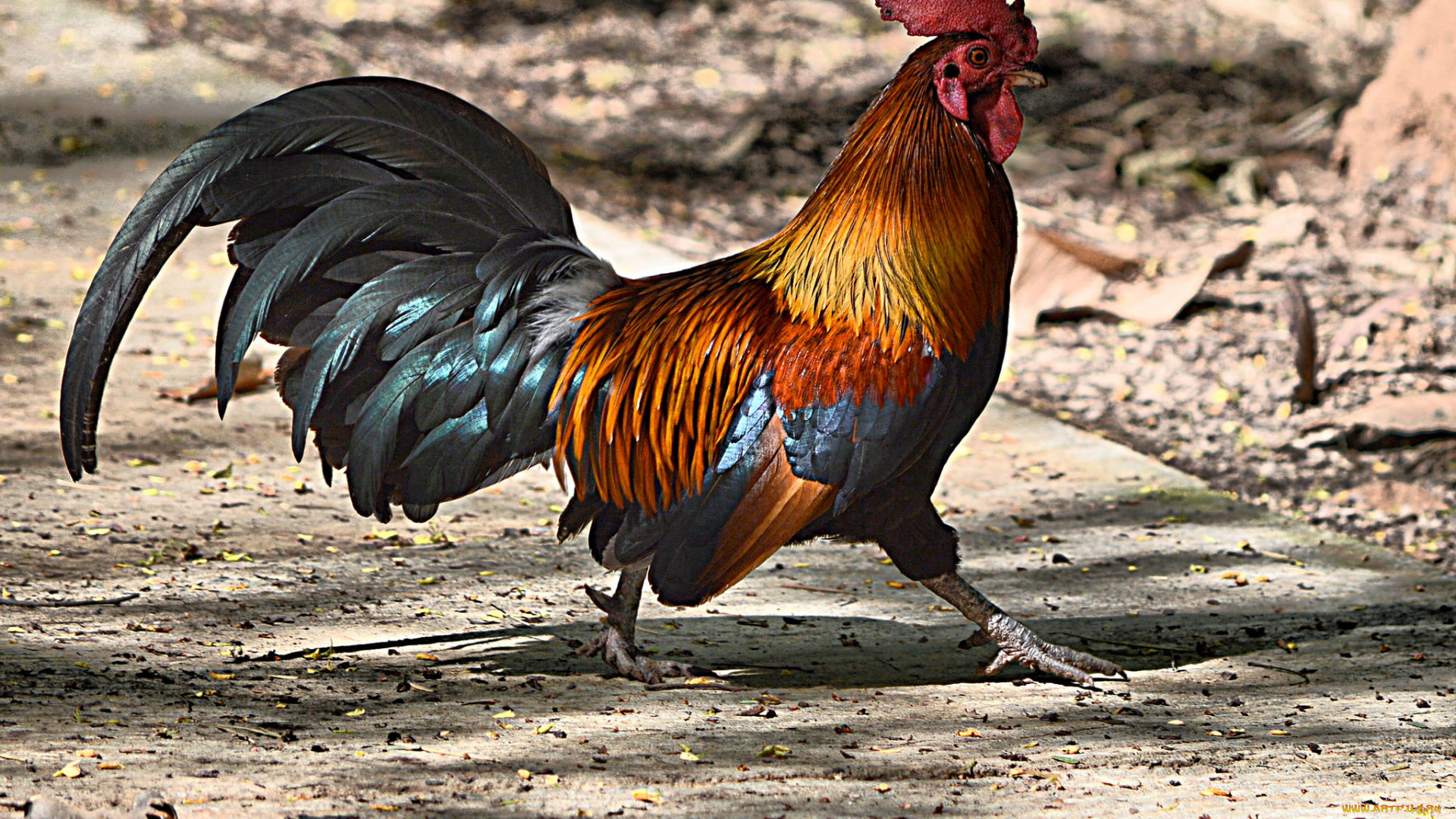 животные, куры, , петухи, петя