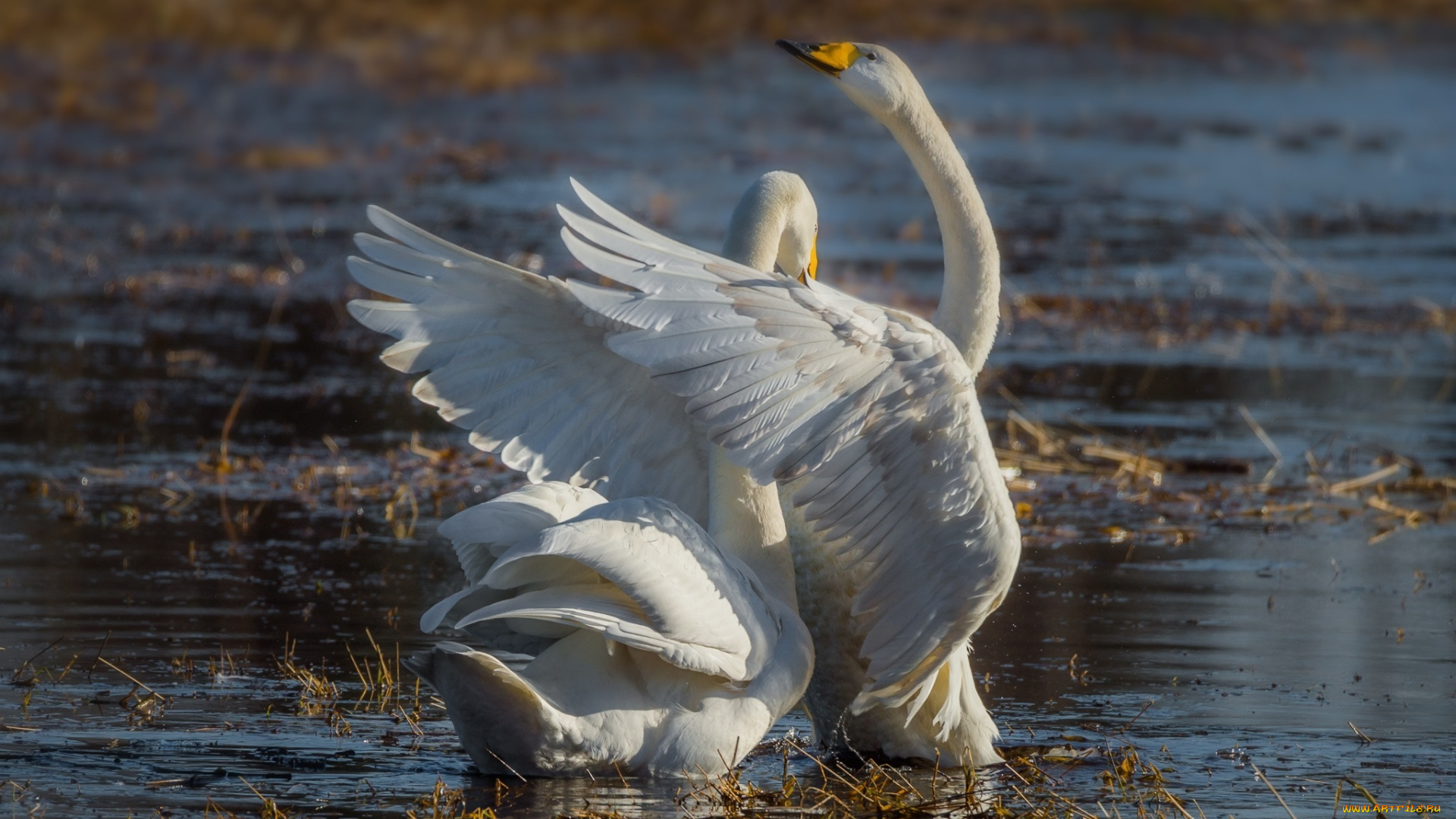 животные, лебеди, пара, грация, крылья, водоём