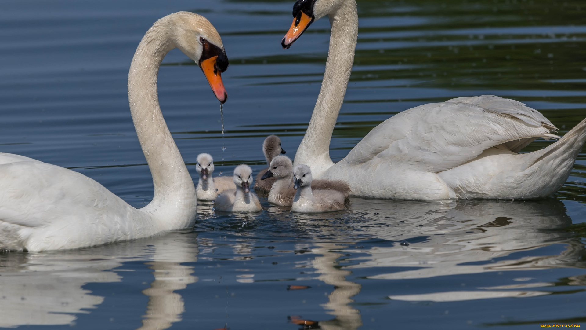 животные, лебеди, водоём, пара, лебедята, птенцы, семья