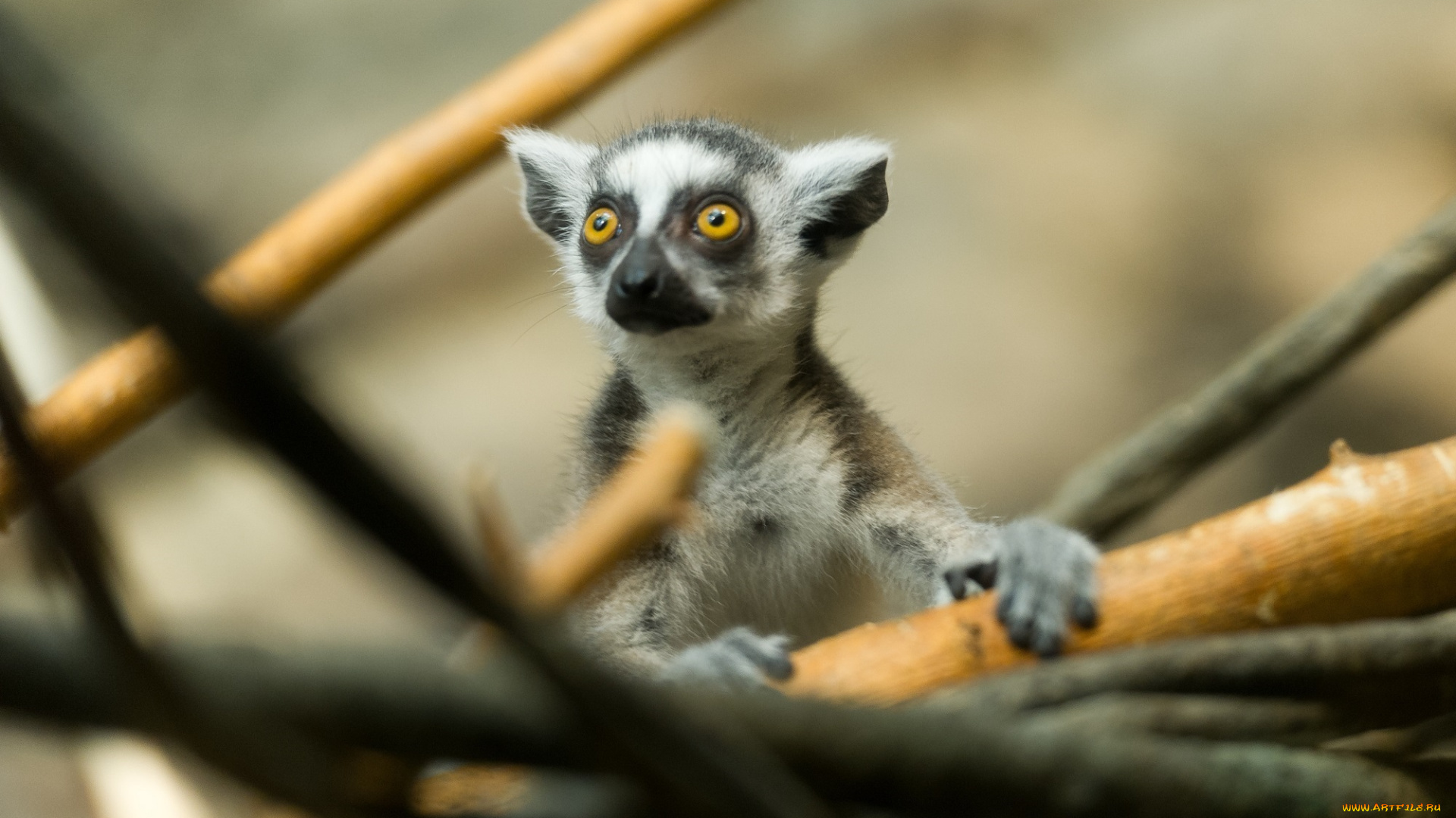 животные, лемуры, мордаха