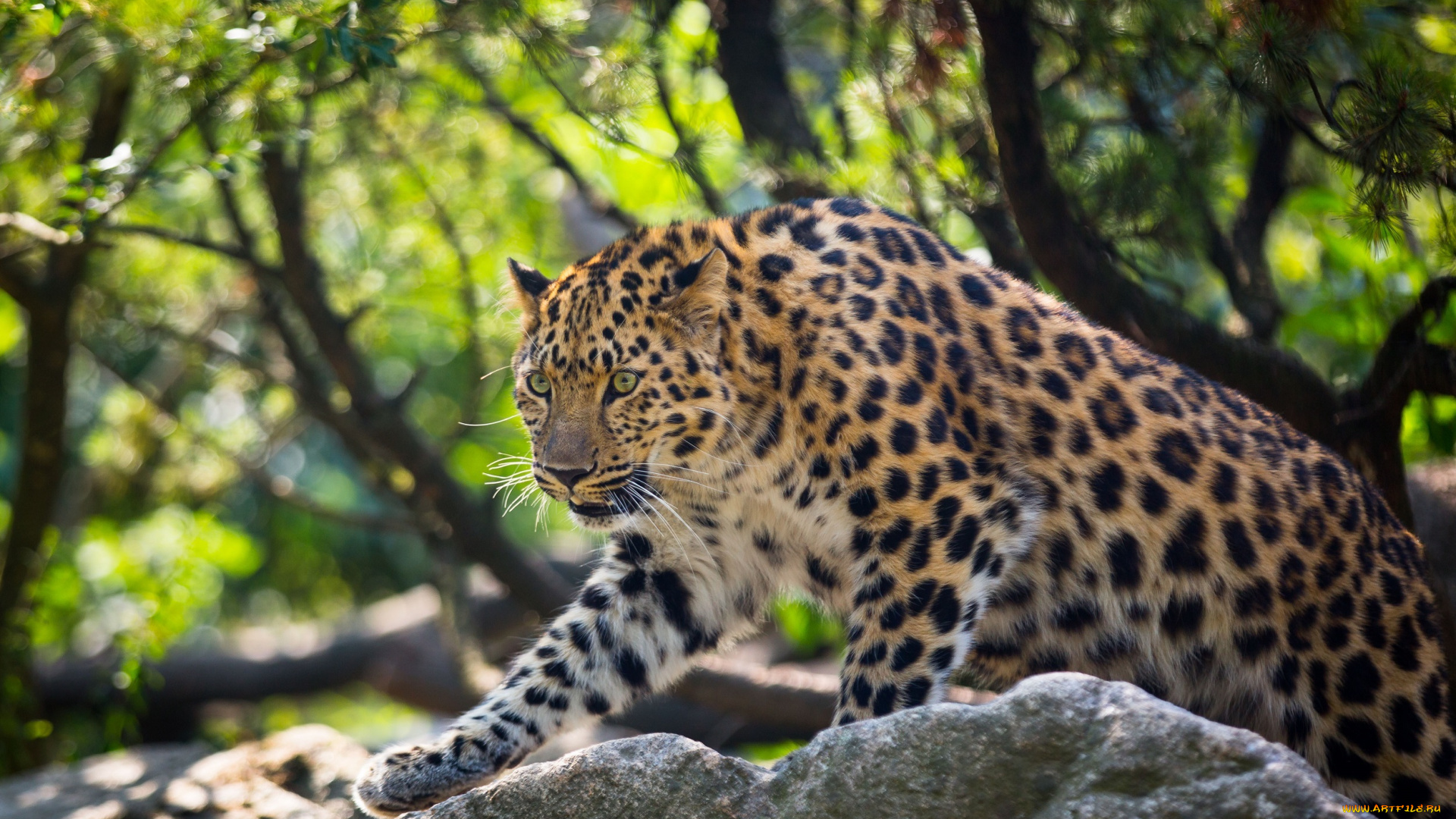 животные, леопарды, кошка, амурский