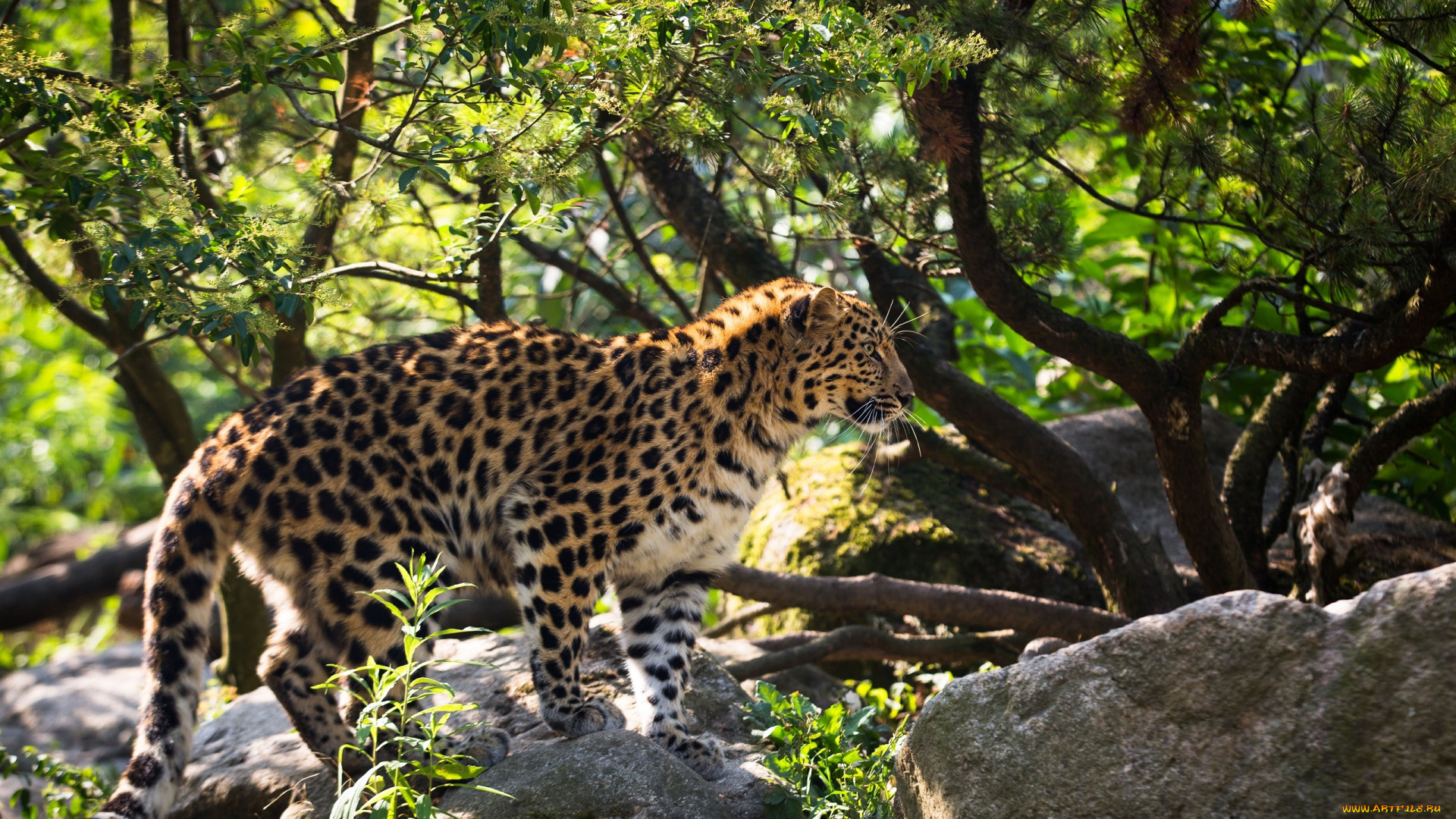 животные, леопарды, кошка, амурский, пятна, мех, профиль
