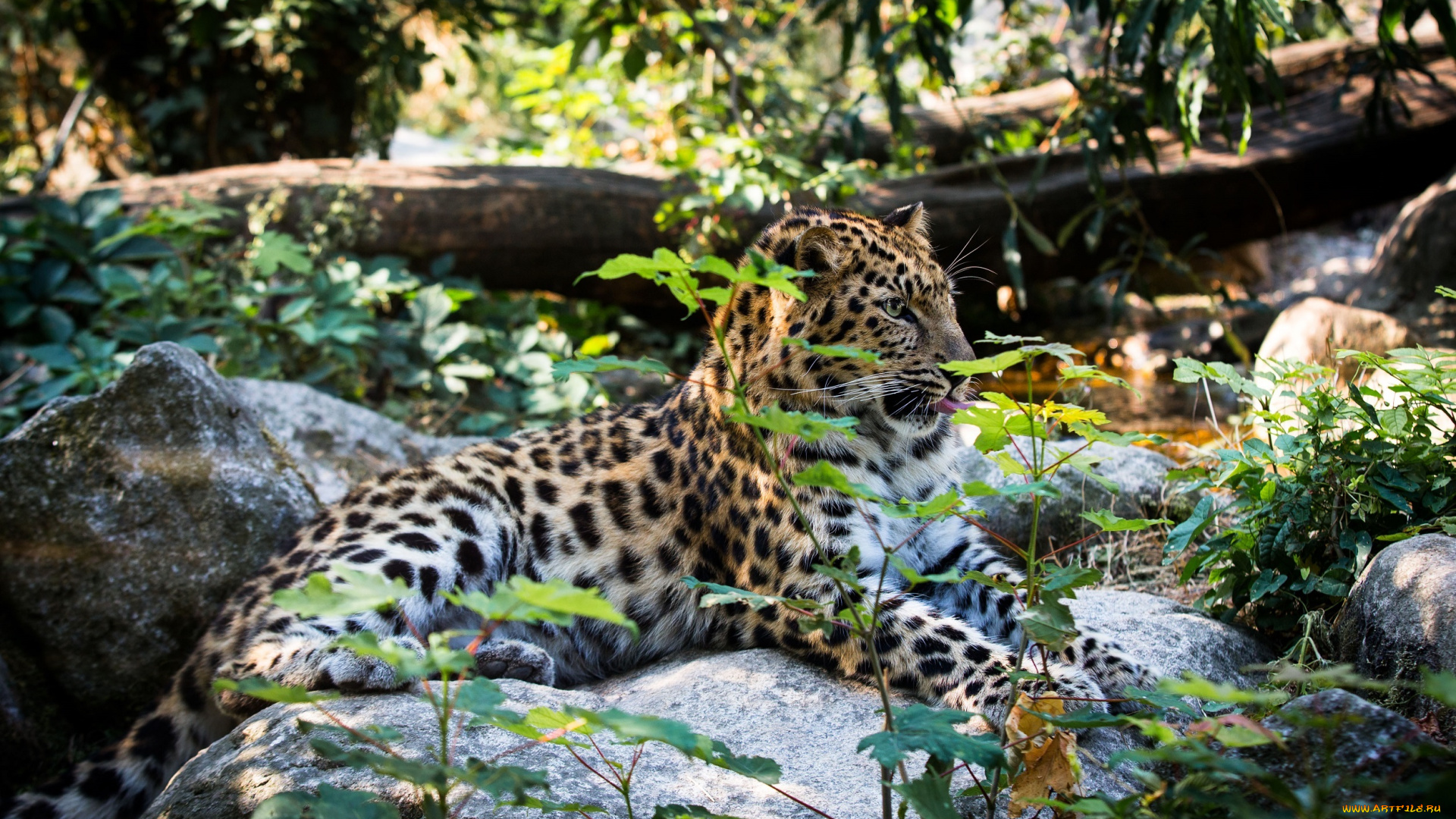 животные, леопарды, заросли, амурский, отдых, лежит