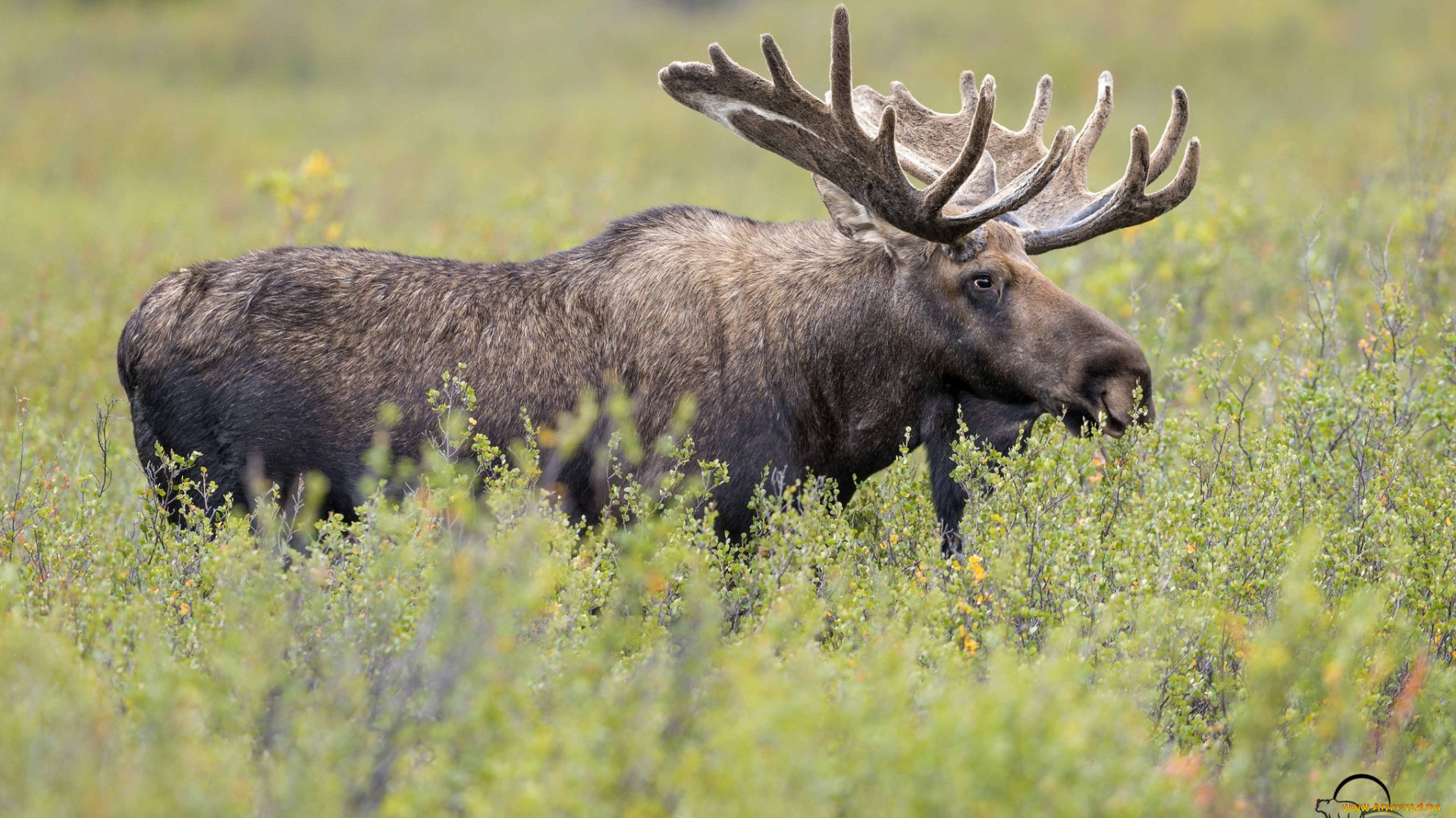 животные, лоси, профиль, рога